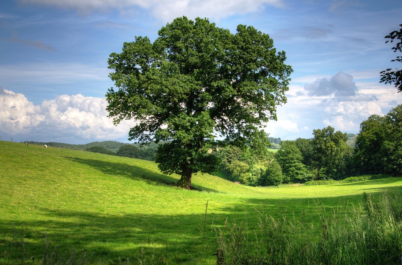 Een grote groene boom in een open grasland met een blauwe lucht en witte wolken erboven.
