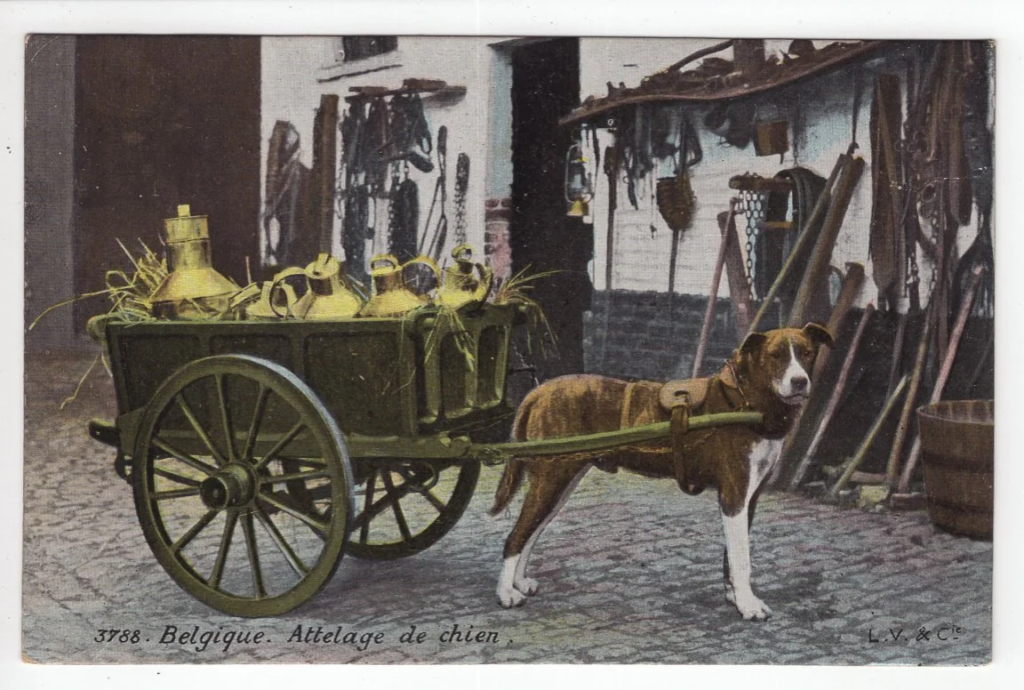 Carte Postale Ancienne (CPA) Guadeloupe - Hirondelles Fantaisie Début 1900 - Avec Cachet BM