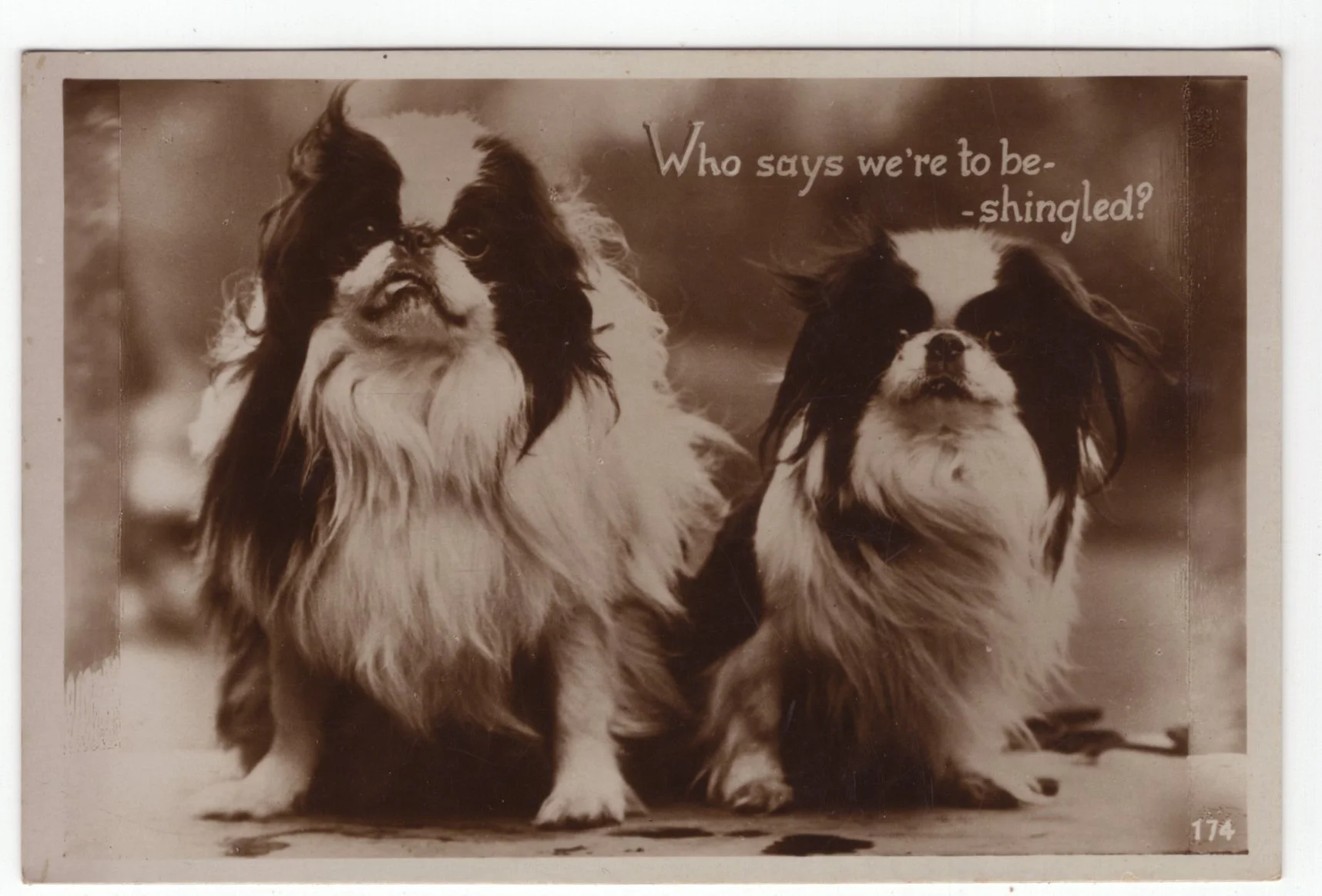 【中古】 The　dog　postcard　collection（’06） The Dog Poster Book: Artlist Collection by Scholastic