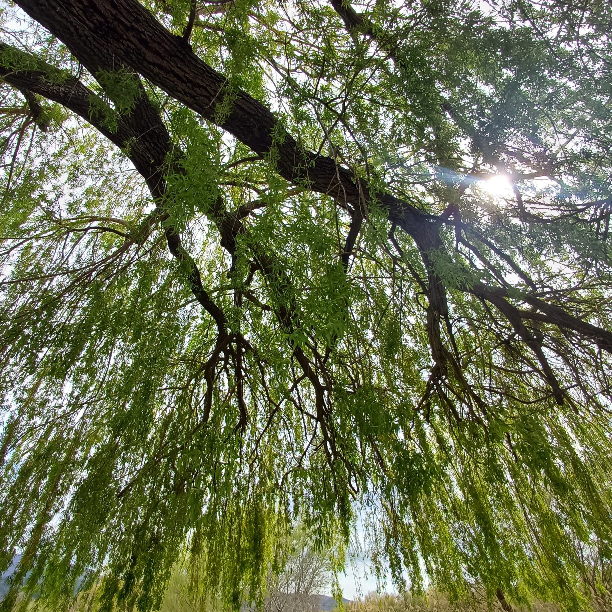 Atelier : Constellations familiales et ancestrales 