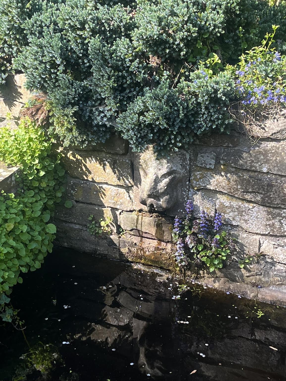 vijver tuin Arnhem natuurlijke tuin met veel biodiversiteit vlinders bijen bloementuin romantische villatuin