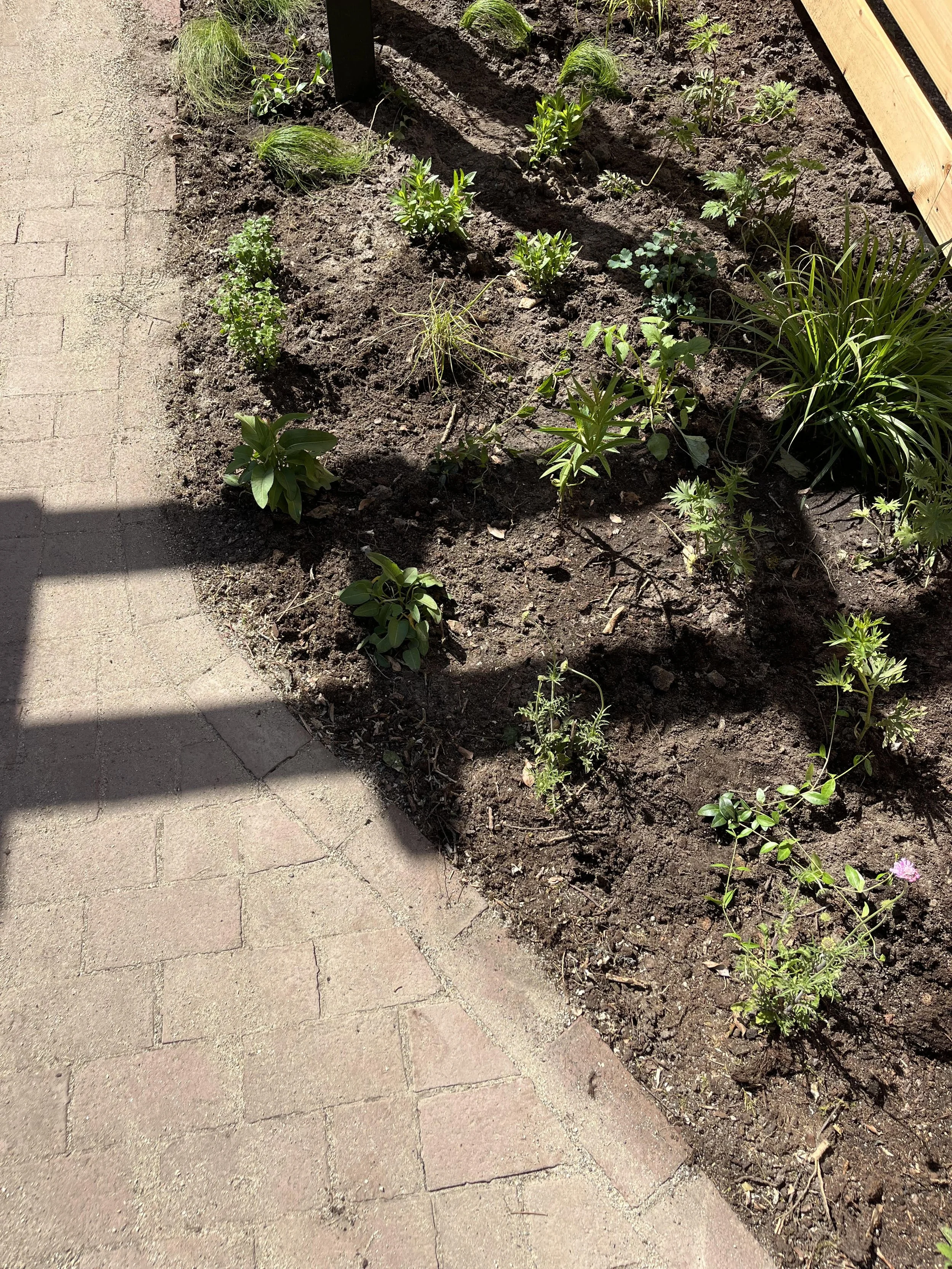 beste planten voor zon op kleigrond