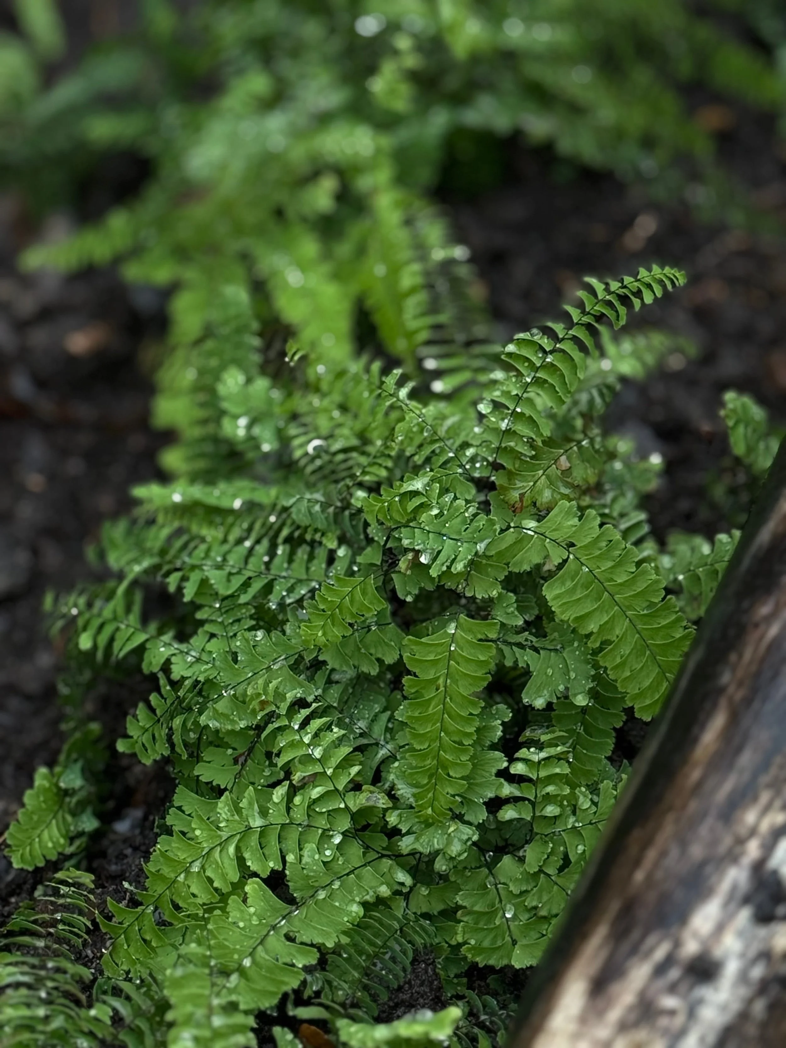 beplantingsplan en tuinontwerp voor schaduwrijke tuin