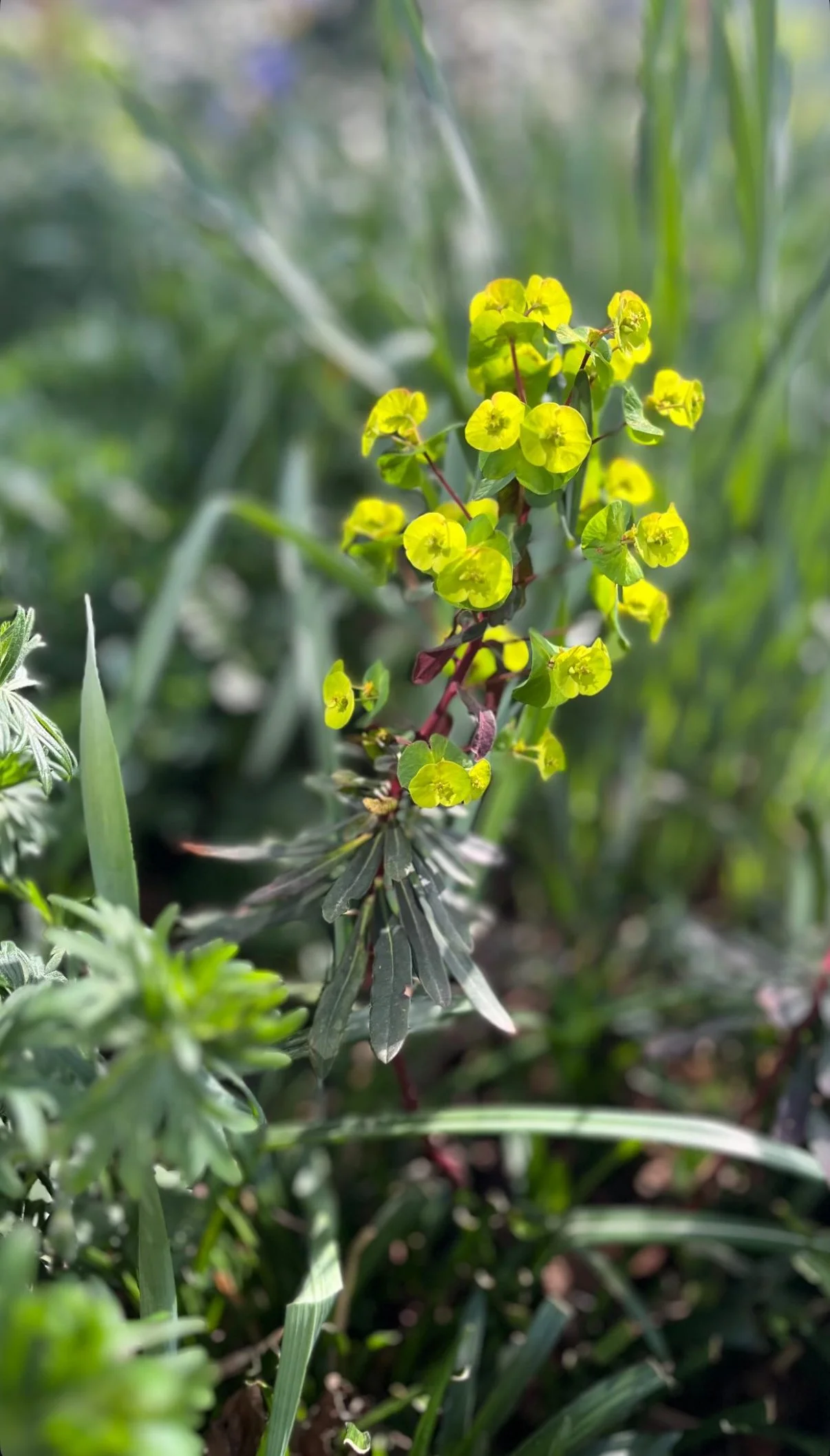 vaste planten tuinontwerp beplantingsontwerp duurzaam