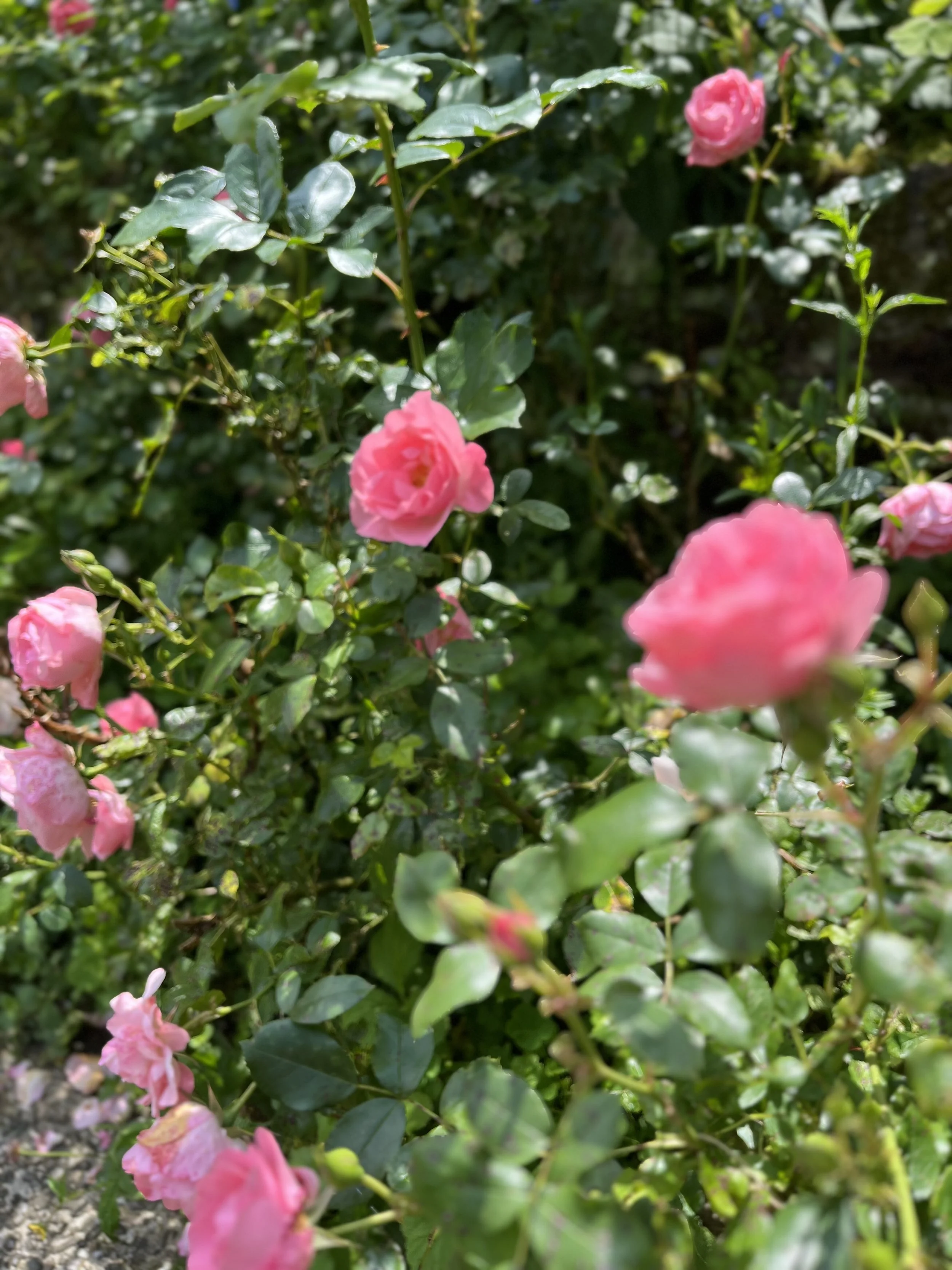 romantische tuin met roze rozen in Arnhem Gelderland