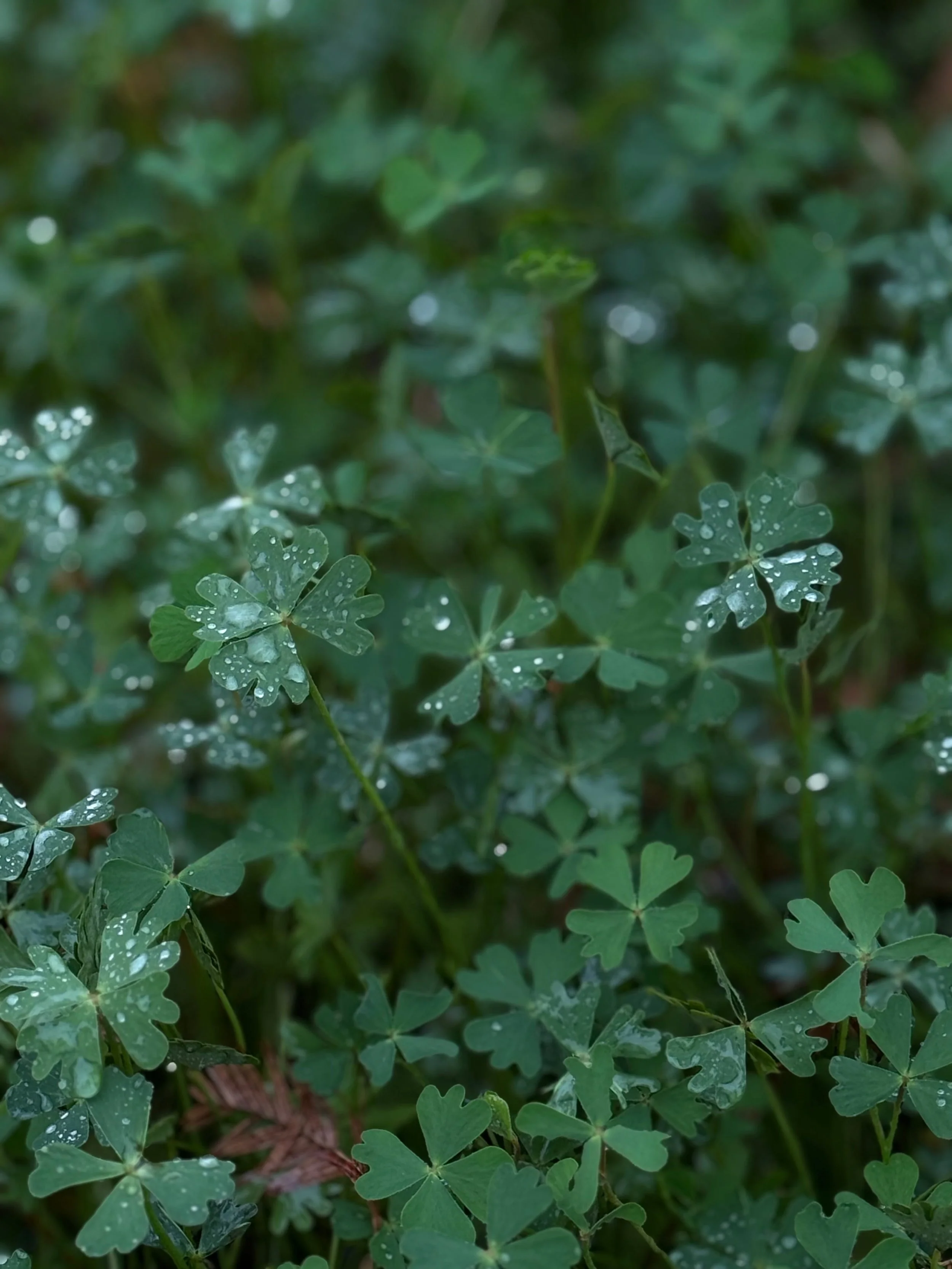 bodembedekker natuurlijke tuin onderhoudsvrije tuin