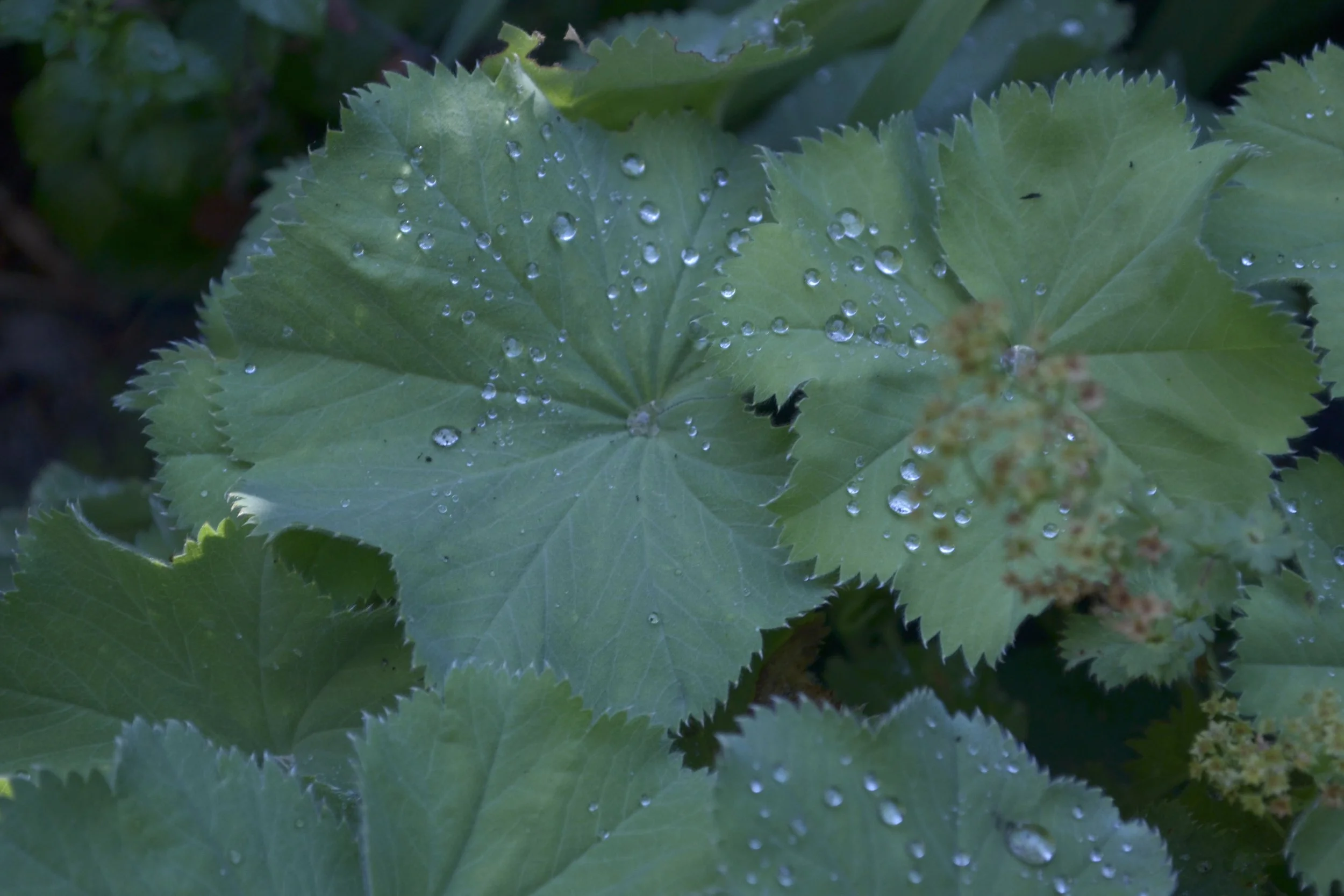 tuinontwerp beplantingsplan droogtebestendig schaduwplanten beplantingsontwerp amsterdam arnhem nijmegen groene oase bloementuin