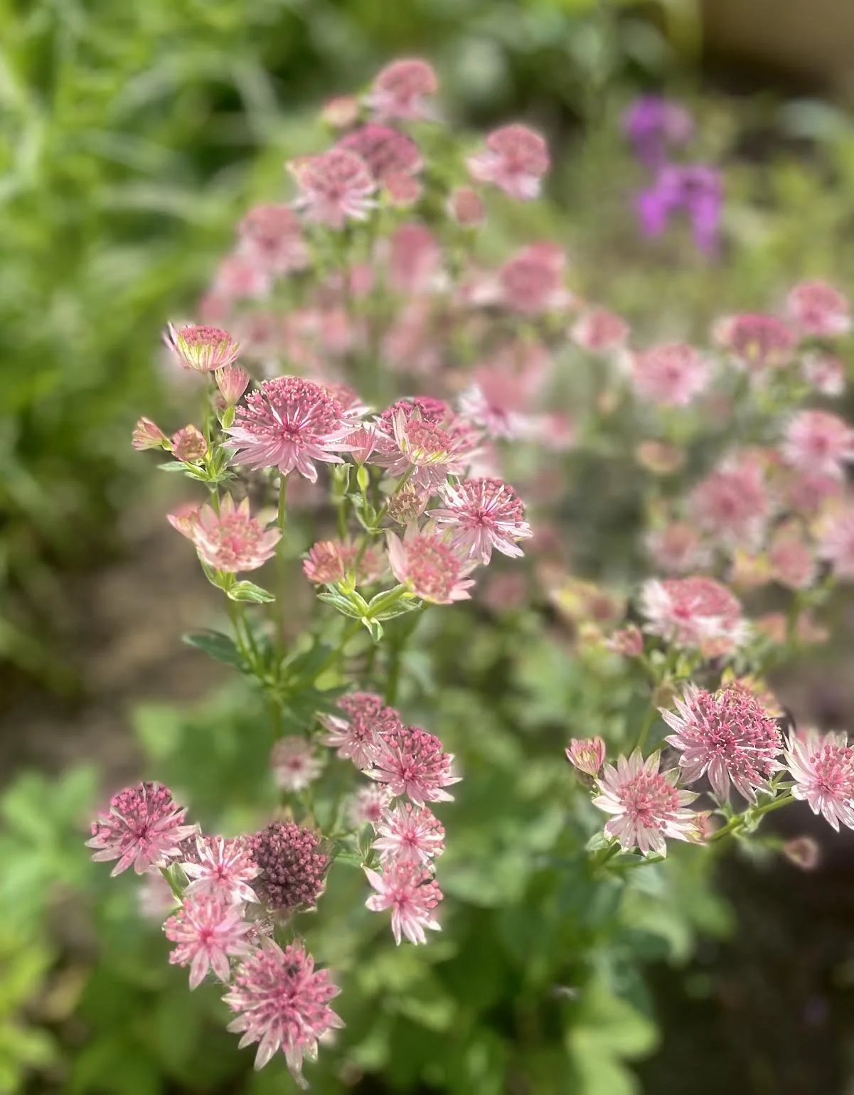 subsidie mogelijkheden tuin groen dak arnhem utrecht nijmegen amsterdam velp oosterbeek