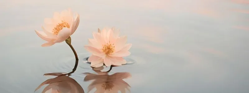 Zwei hellrosafarbene Wasserlilien schwimmen auf ruhigem Wasser und reflektieren sich im Wasser.