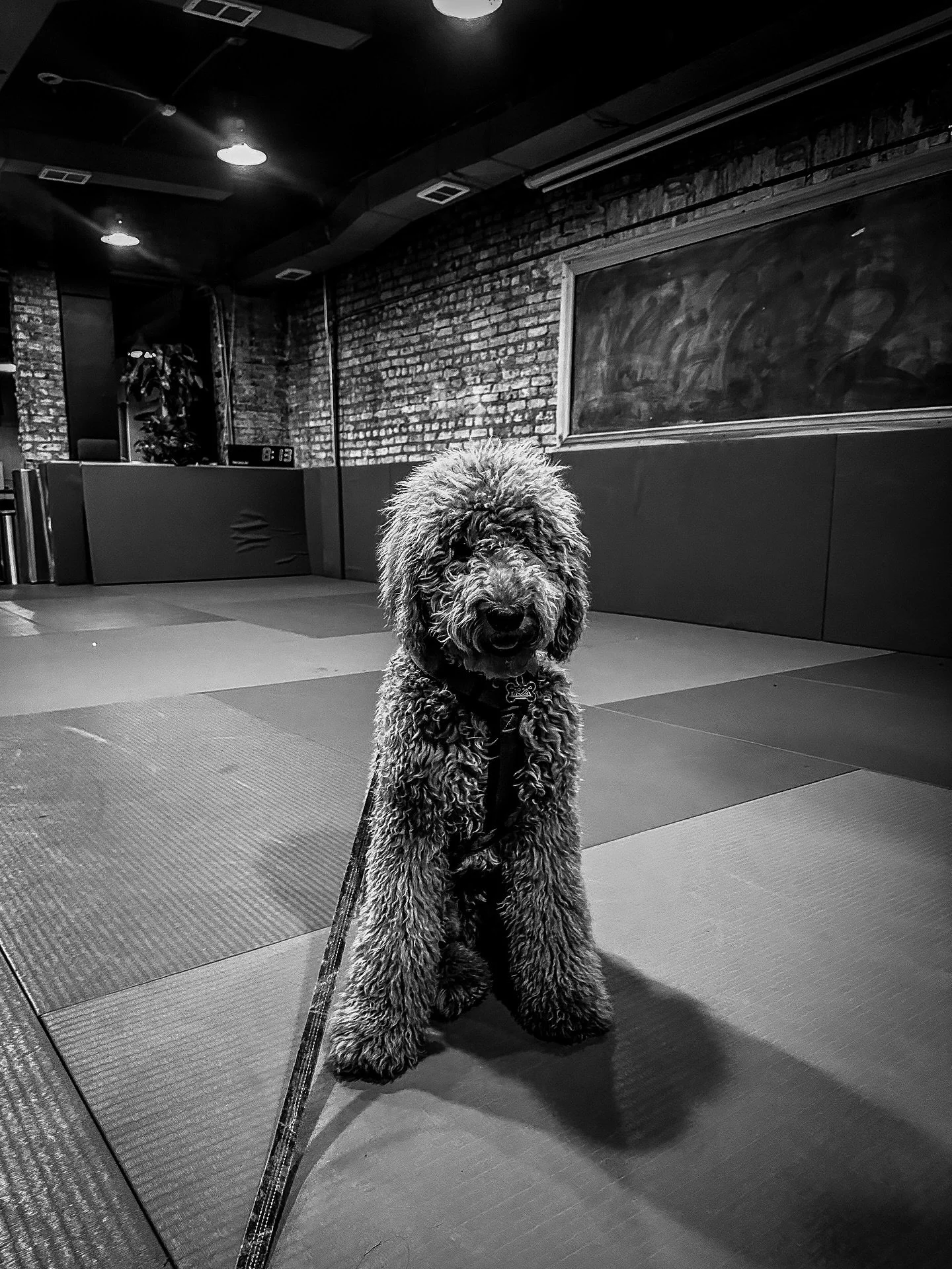 Our newest white belt Bruno already nailed the &ldquo;wanna roll?&rdquo; face. Would you roll with him?