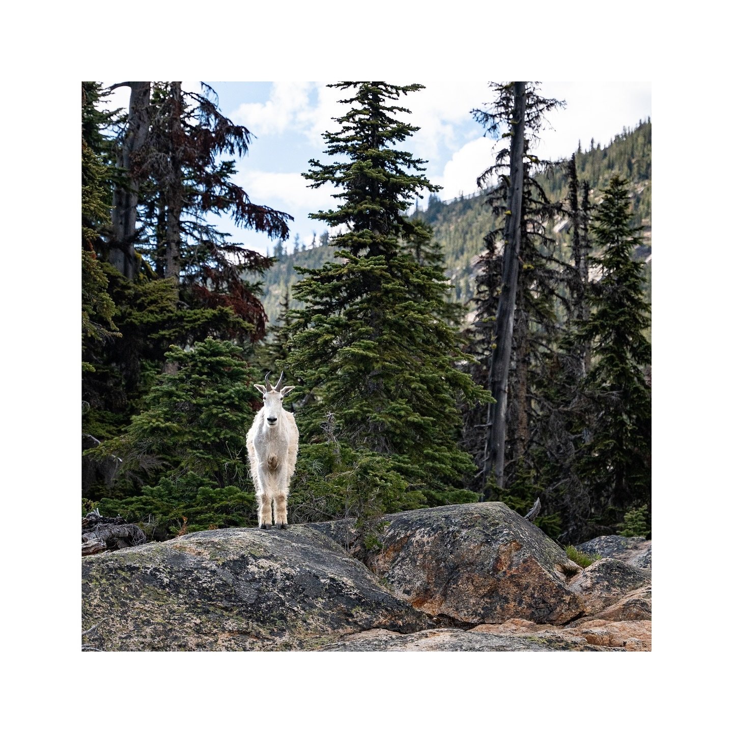 Mountain Goat Pass
~
Editing this photo I wanted to draw attention to the Goat through subtle exposure masking radially and linearly. This photo was taken using aperture priority with multi zone metering. I assume that since the sky was so bright it 