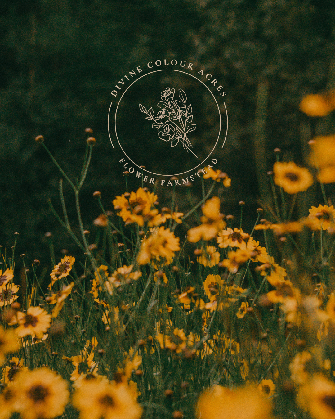 divine color acres photography and storytelling services
