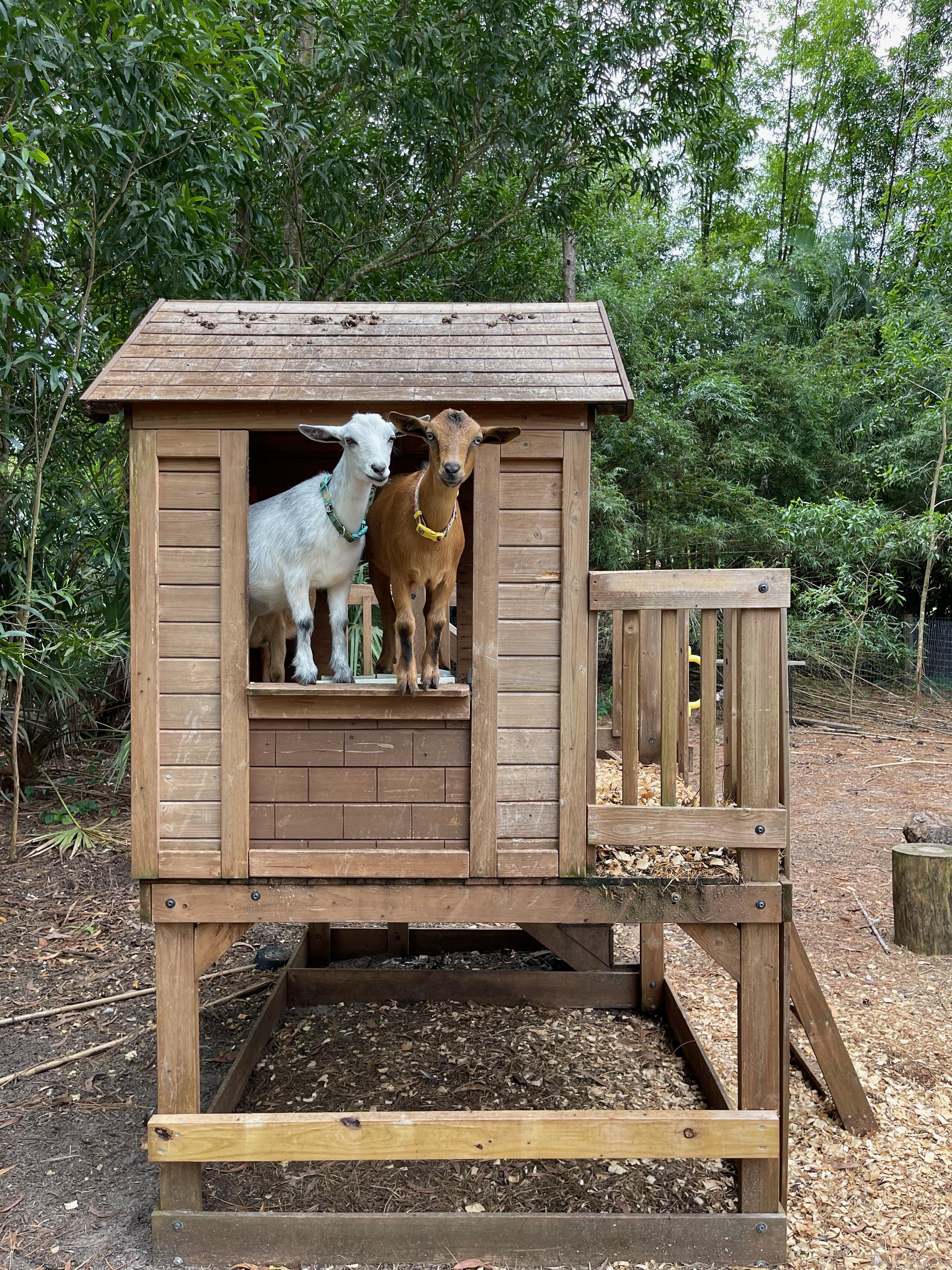 Goats playing in a fun backyard barn playground during a drop-in visit by an experienced farm sitter offering care for farm and barn animals including goats, pigs, chickens, and horses in Huntersville, Concord and Mooresville NC.