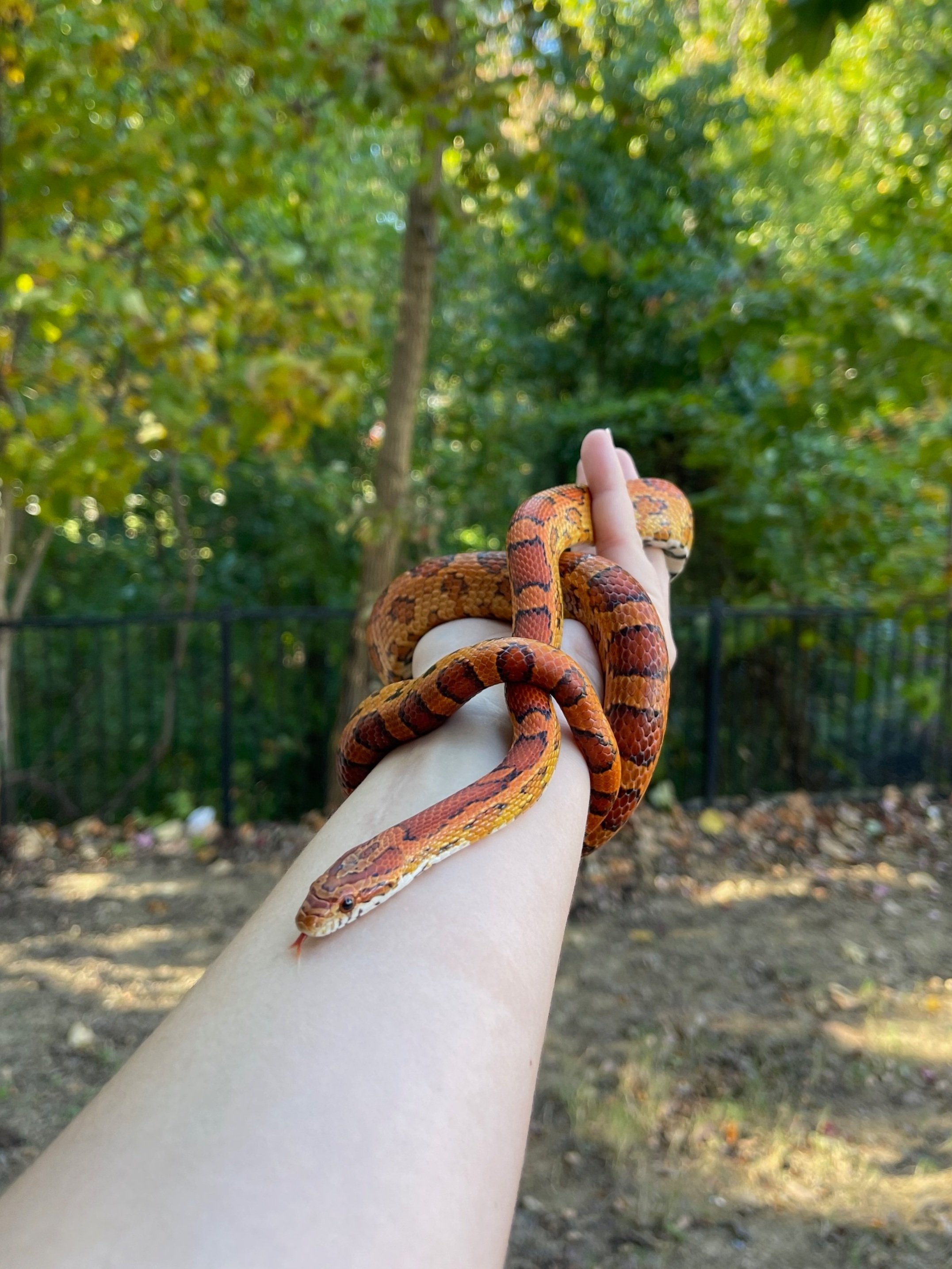 Short term and long term pet sitting and animal care for snakes such as corn snakes, ball pythons, and king snakes and other reptiles, including exotic species in Charlotte NC.
