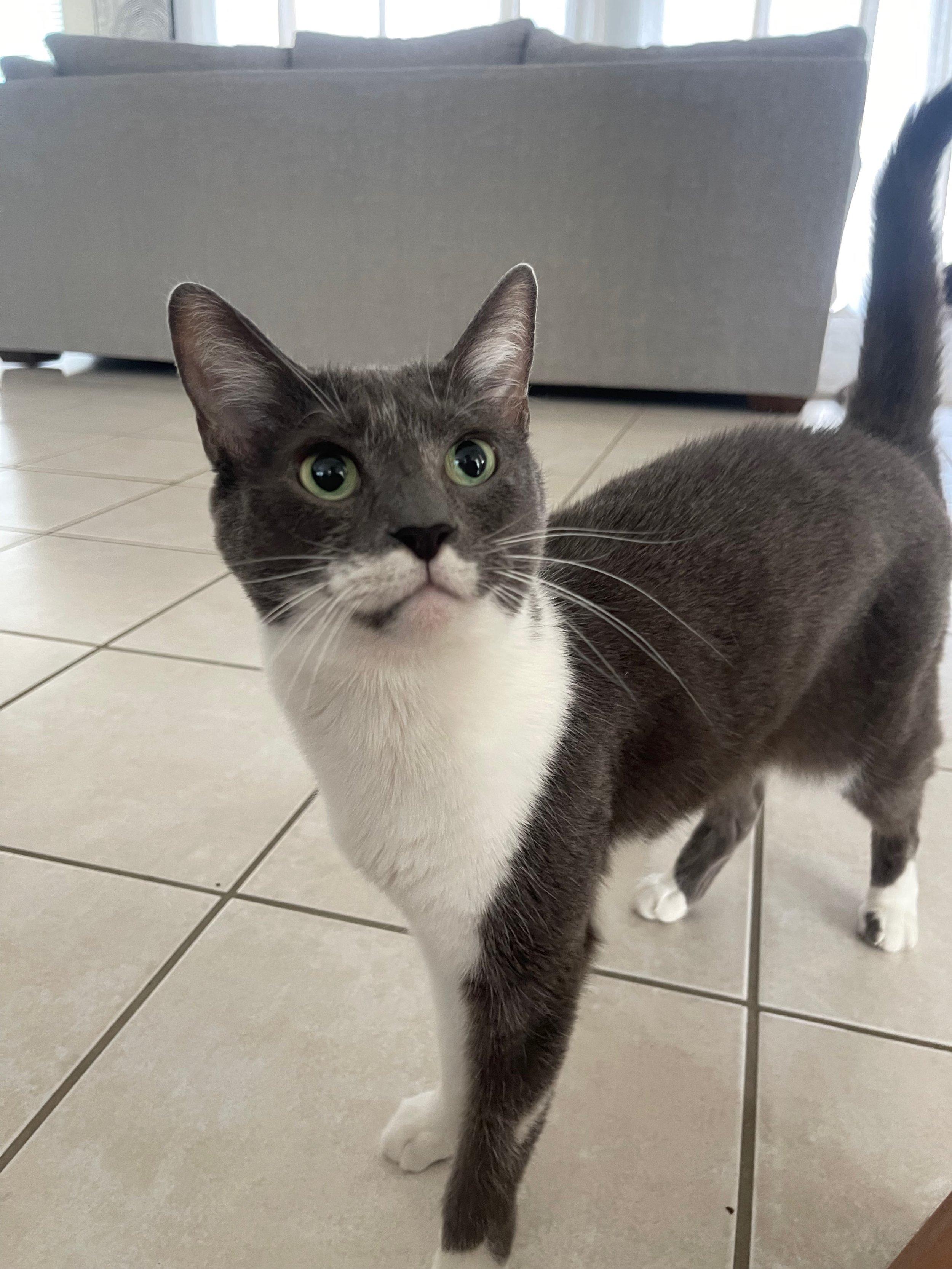 Affordable or cheap pet sitting for dogs and cats near me in Charlotte NC in the Charlotte University area.