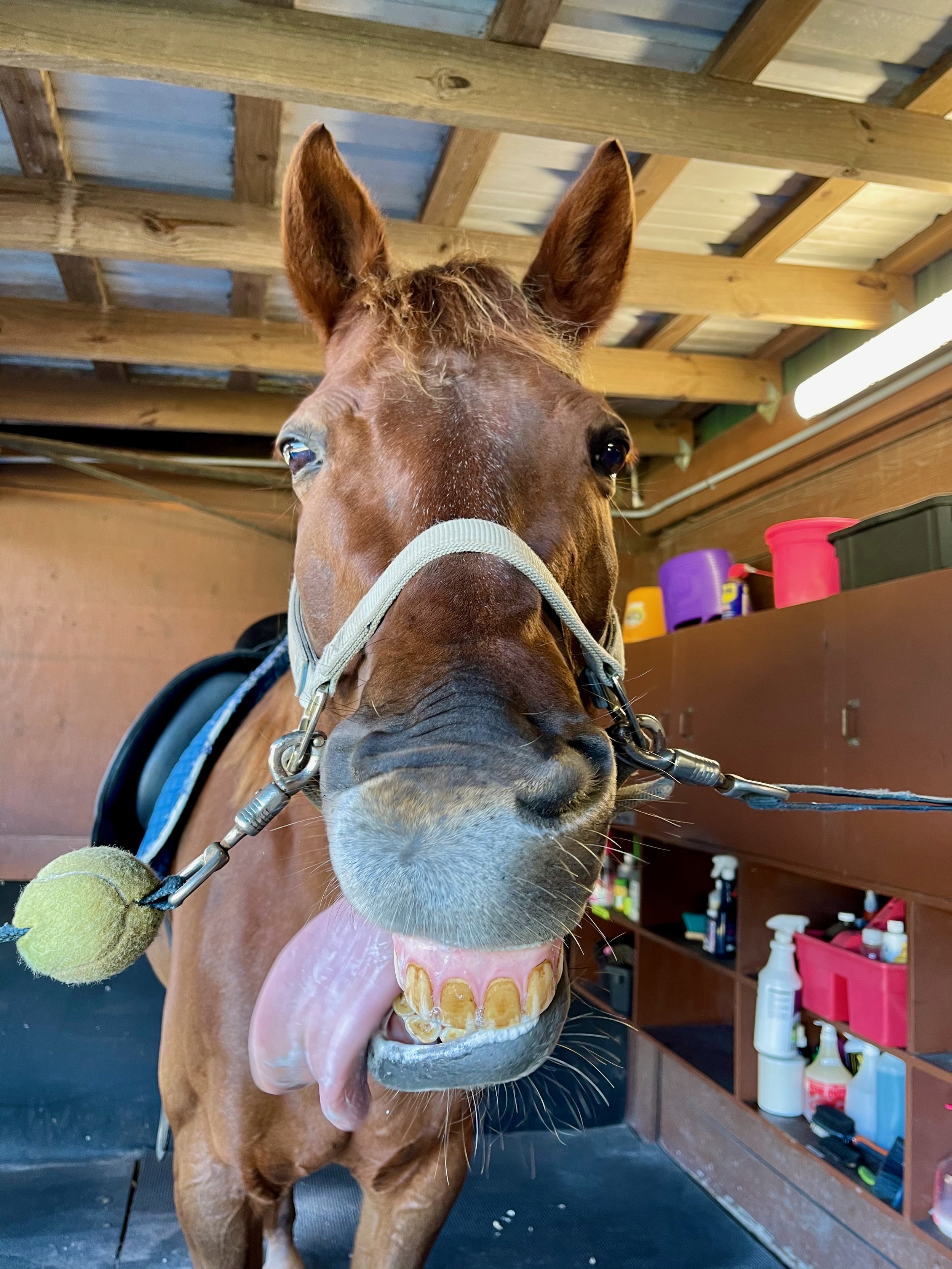 Pet sitter and barn-help providing pet sitting services for horses, including mucking stalls, feeding, watering, grooming, brushing, feet and hoof picking and enrichment like gentle stretching and target training.