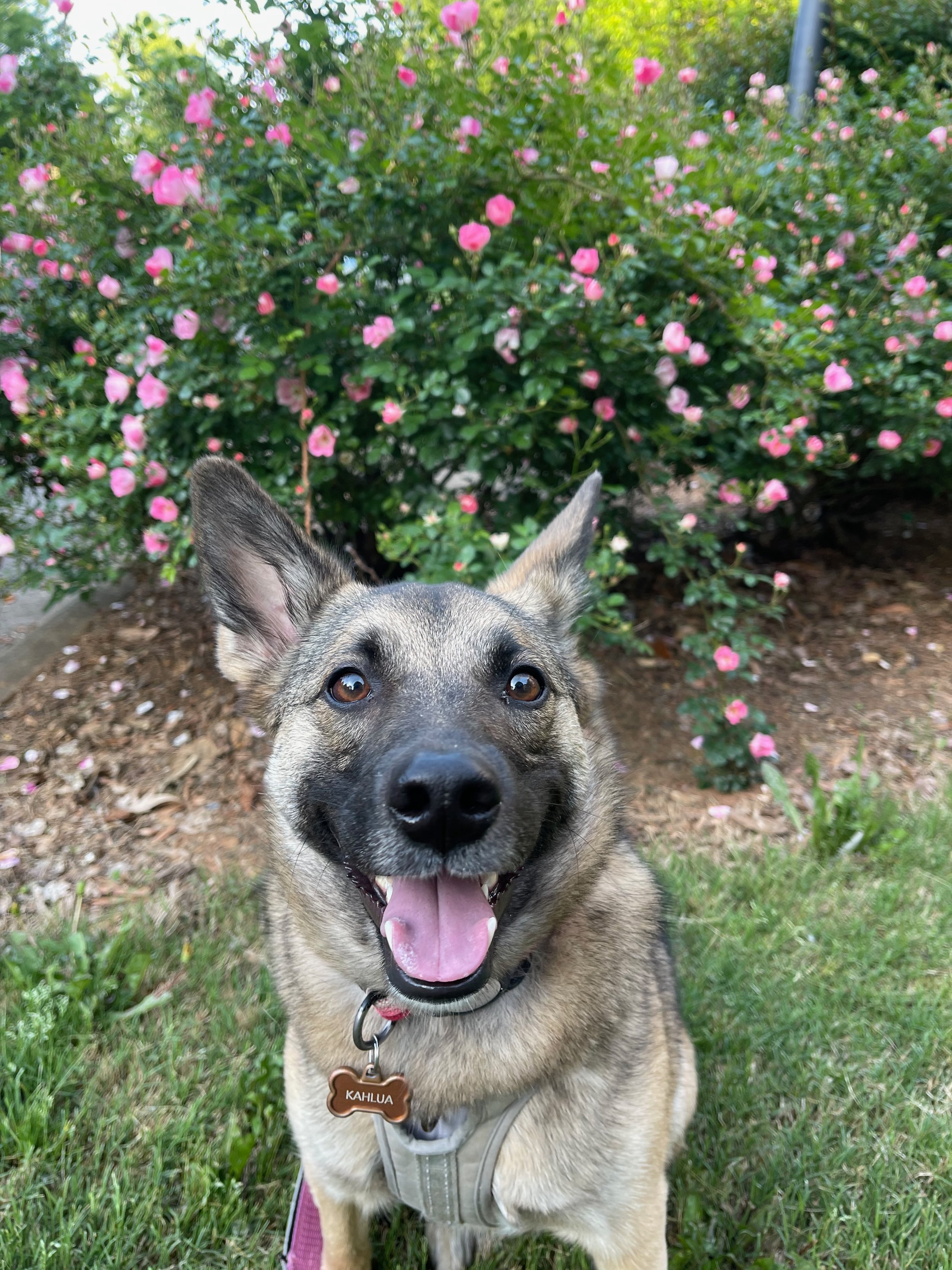 Compassionate and reliable pet sitting and dog training for rescue dogs, including in-home pet sitting and playtime outside.
