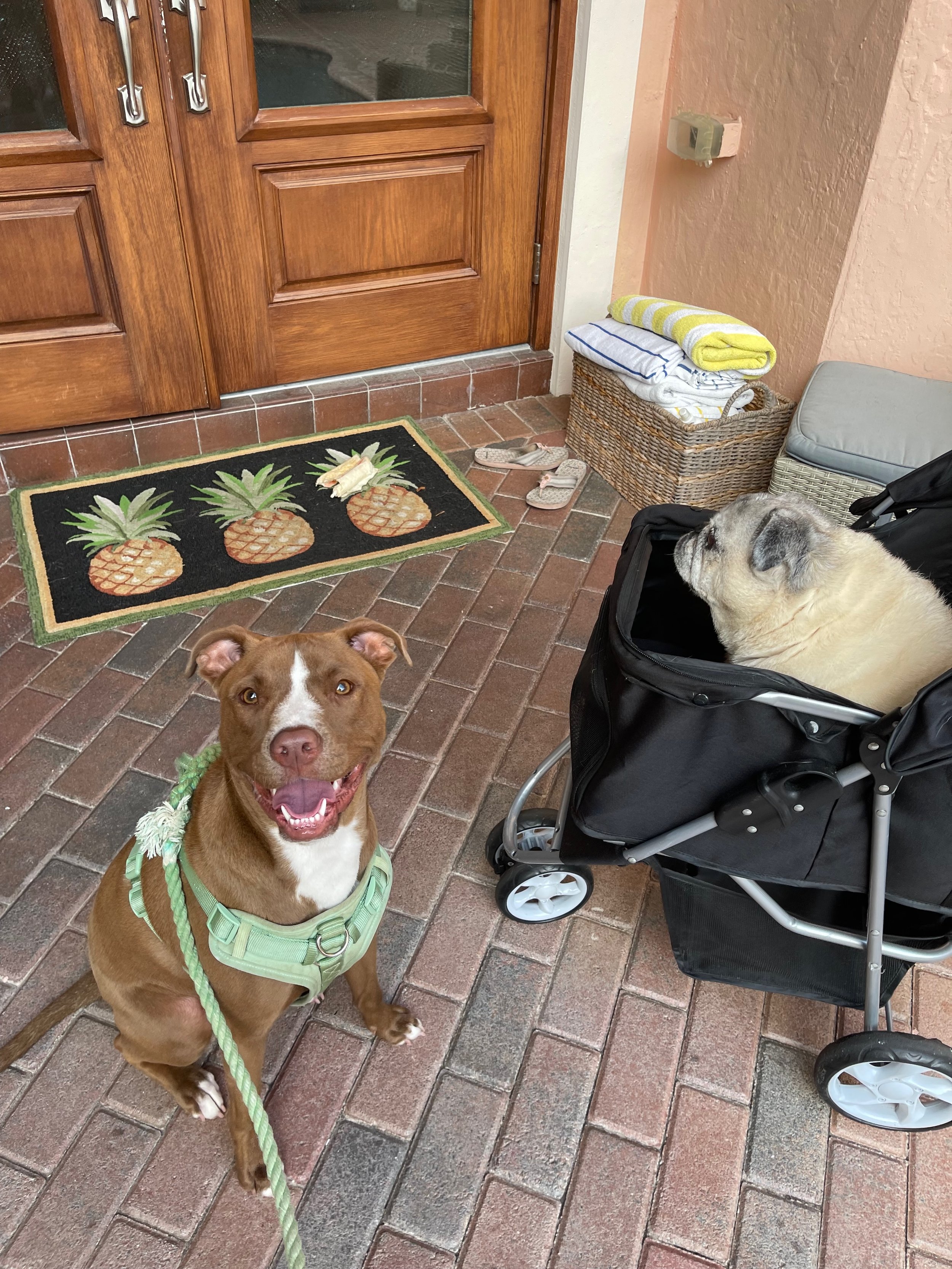 Local walking services for both reactive dogs and elderly dogs or senior dogs by compassionate and gentle pet sitter and caretaker.