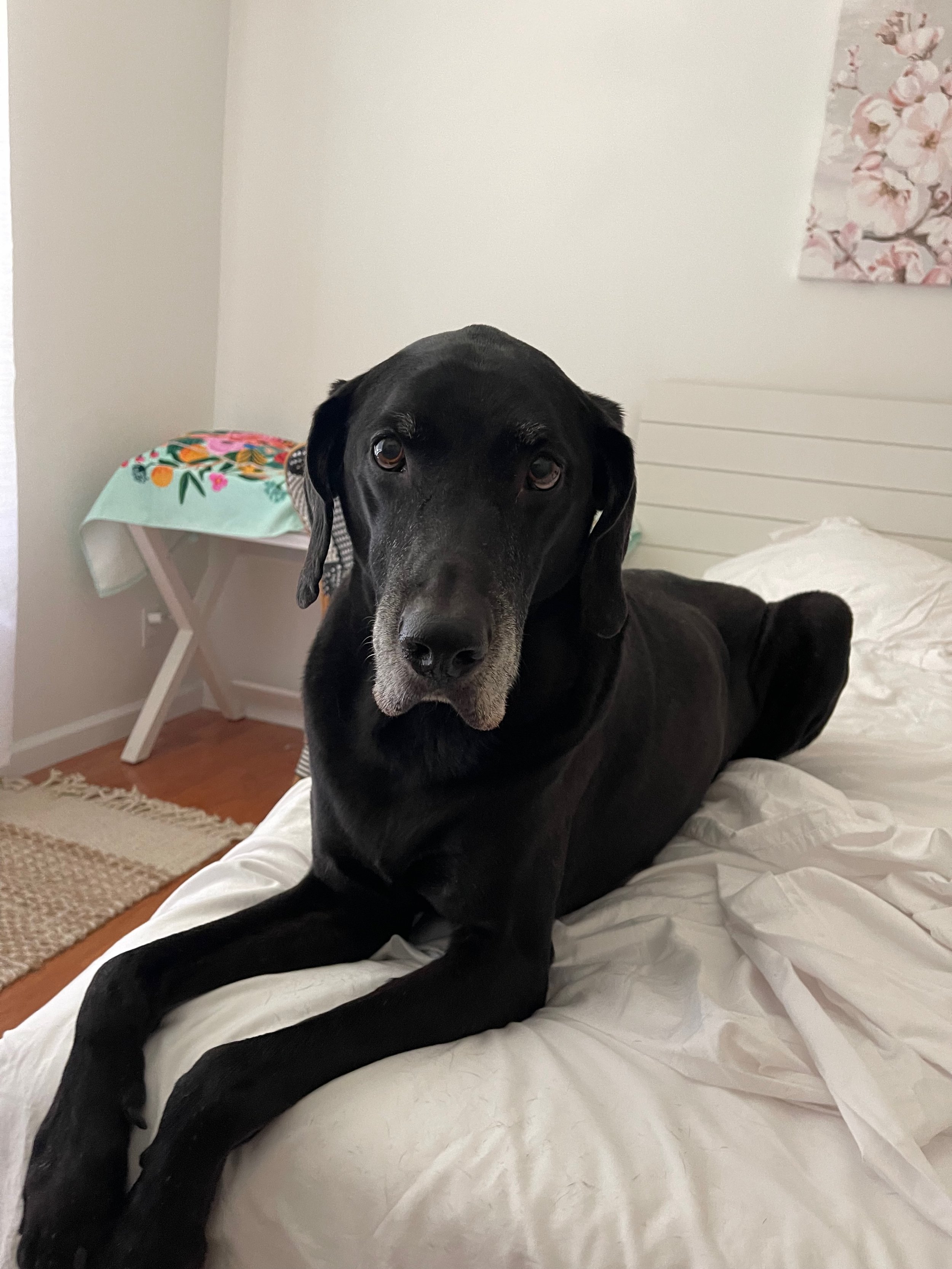 Professional dog trainer for large breed dogs such as this Great Dane using positive reinforcement and LIMA training methods in and near Charlotte NC.
