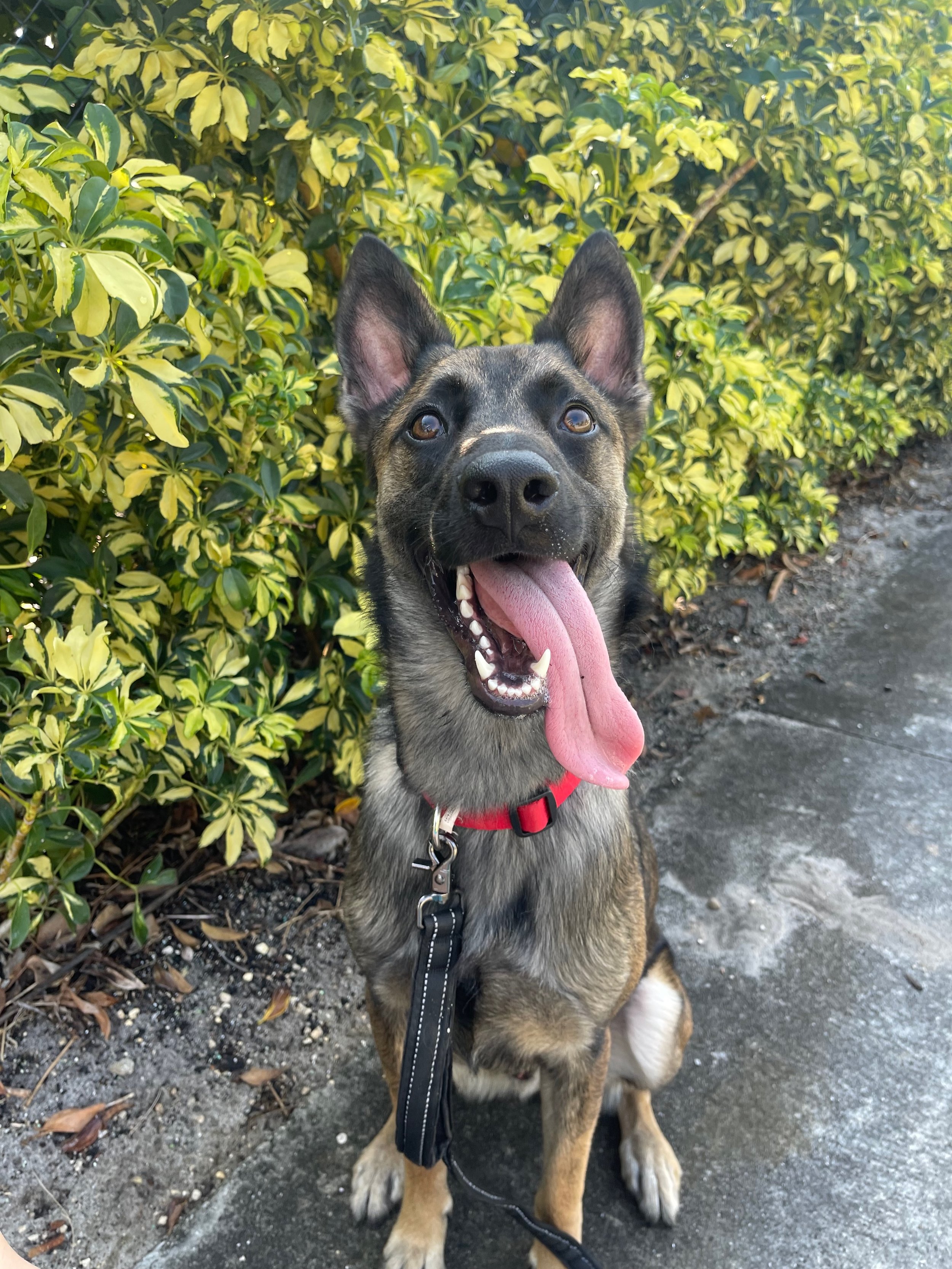 Positive reinforcement dog training with a Belgian Malinois German Shepard in Charlotte NC, led by an experienced and certified dog trainer.