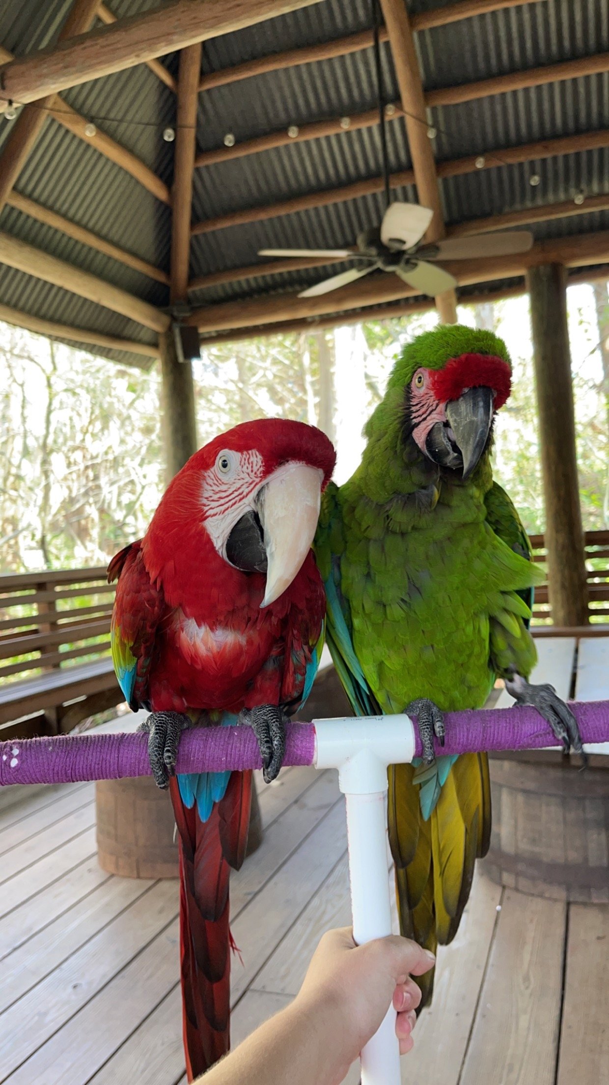 Exotic pet sitting and pet care services for birds such as Maccaws, Cockatiels, Canary, Lovebirds, Budgies, Finches, and Parakeets in Charlotte and South End NC.