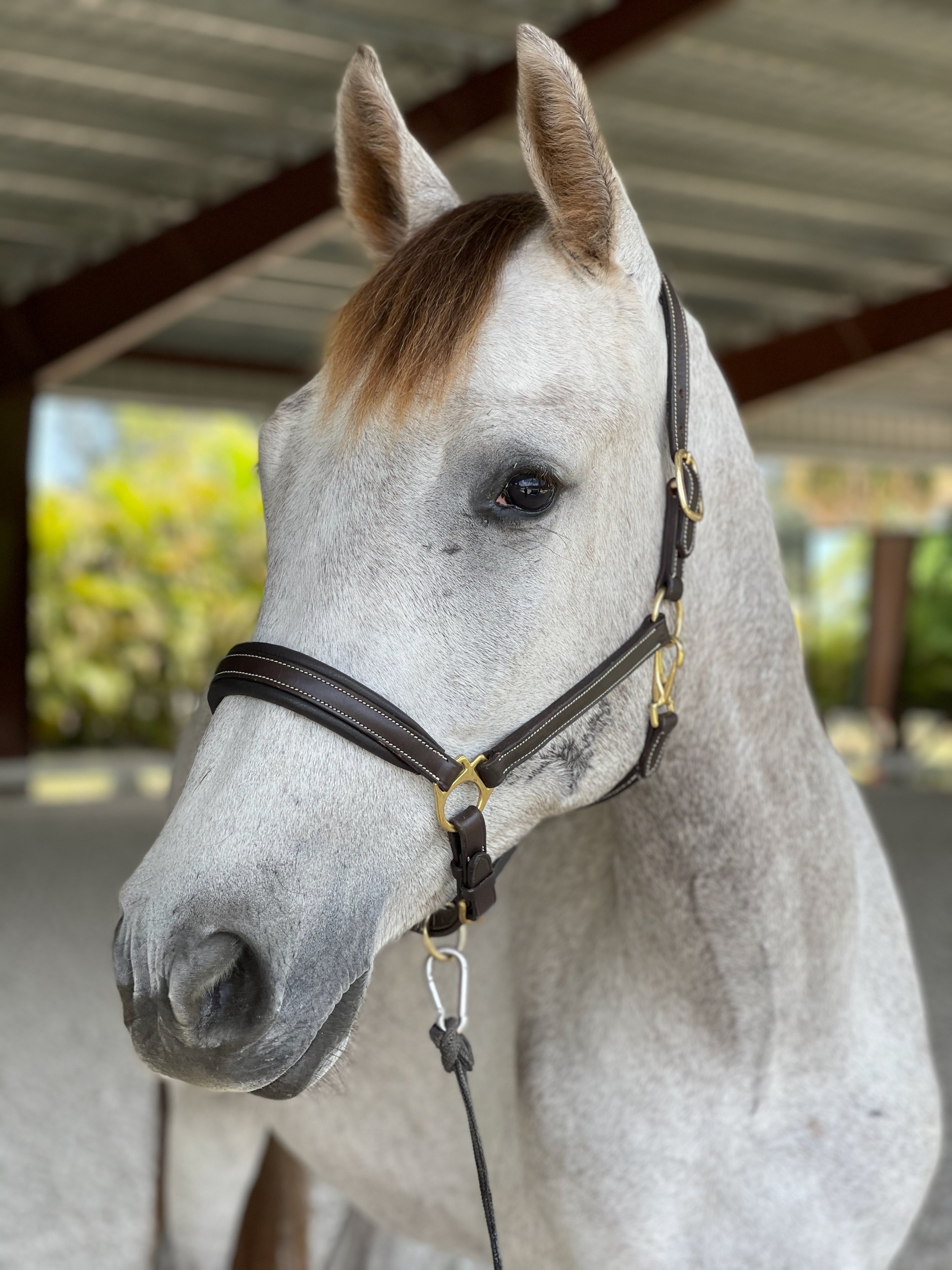 Trusted local pet sitter near me providing horse care and barn help with barn experience.