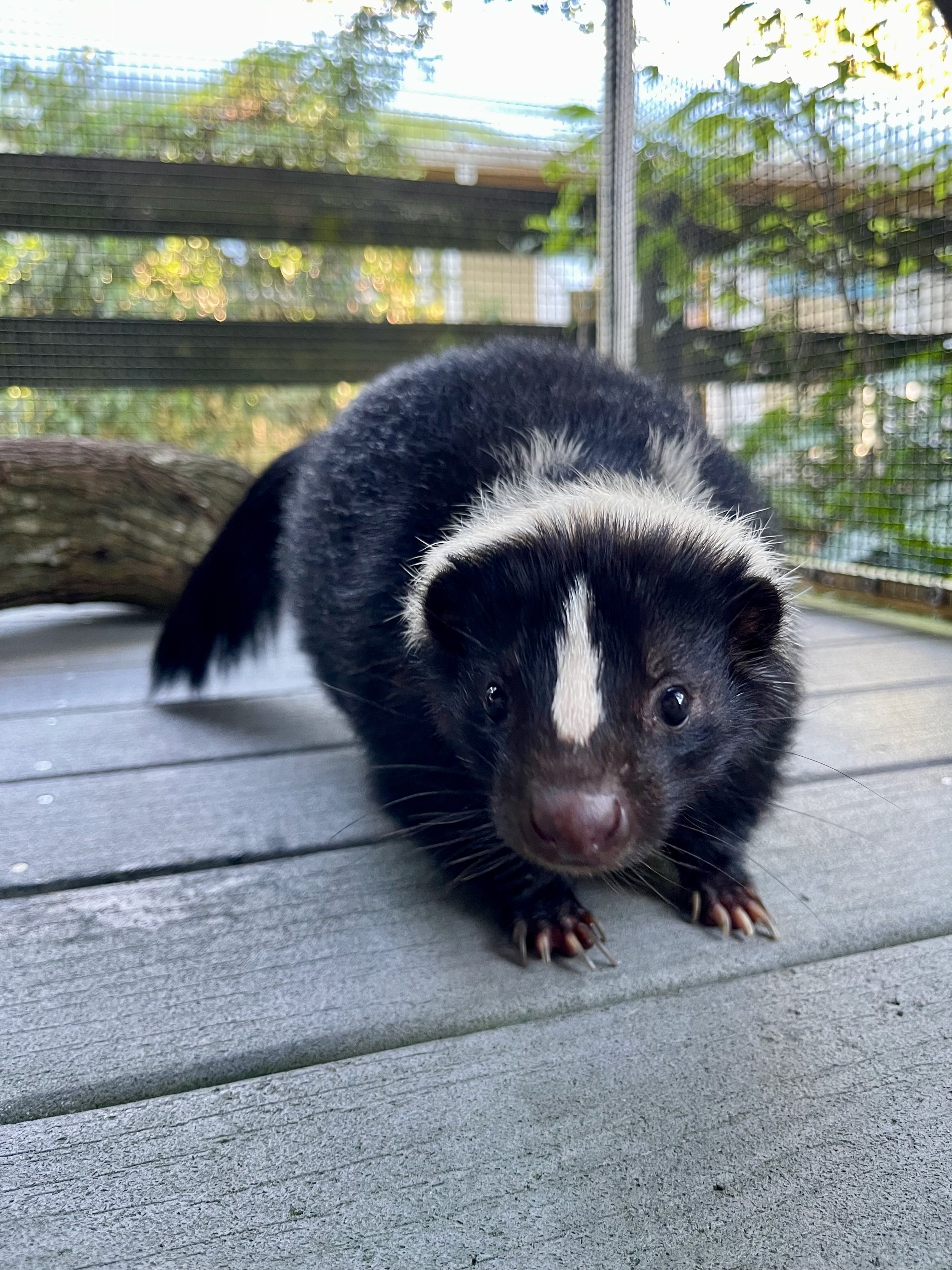 Top-rated wildlife and exotic petcare by an experienced wildlife rehabilitation staff and petsitter for this skunk and other exotic critters in Charlotte North Carolina.