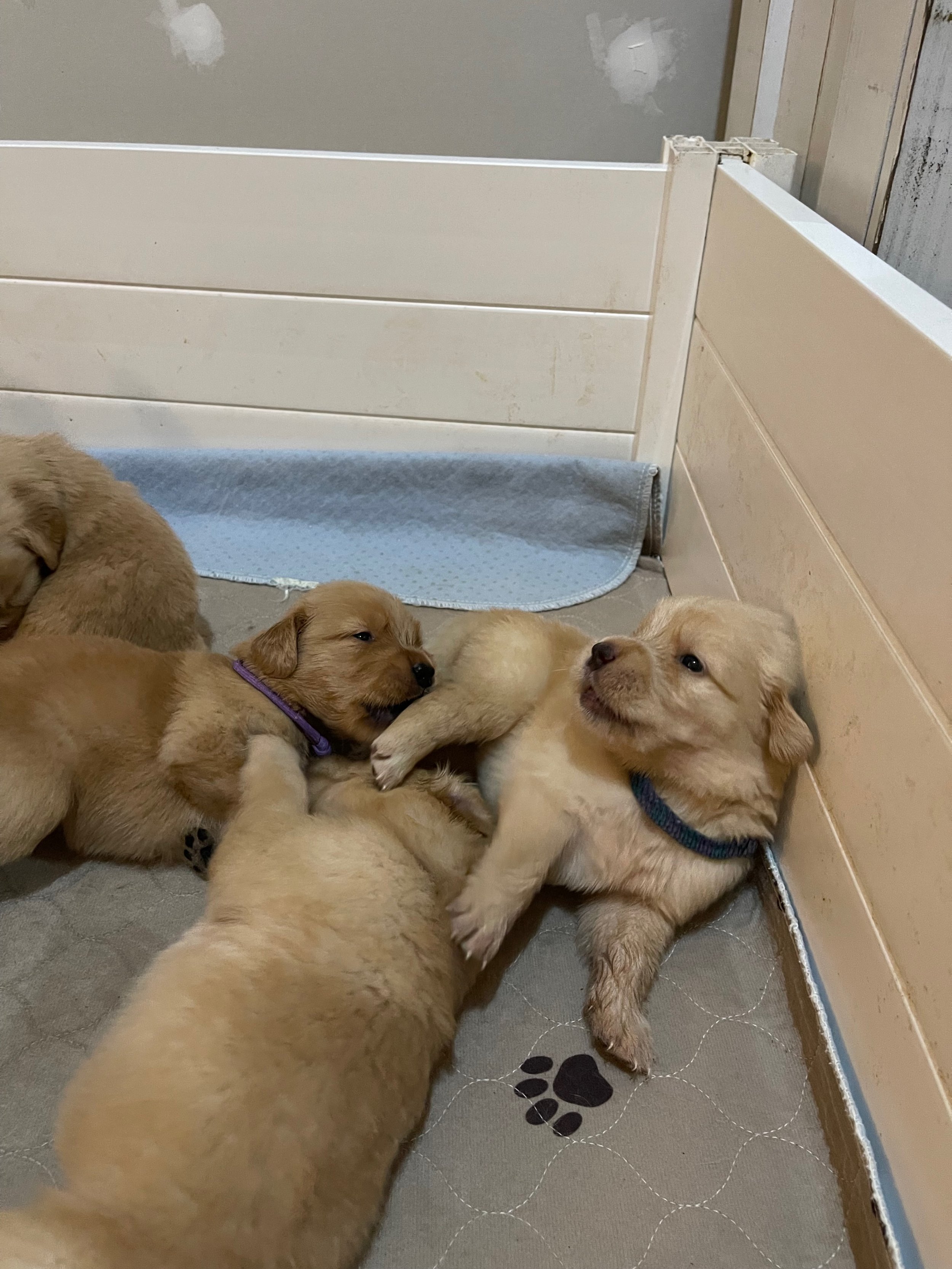 Providing newborn puppy litter care, including whelping box cleaning, puppy nursing help, and early socialization as an experienced puppy caretaker.