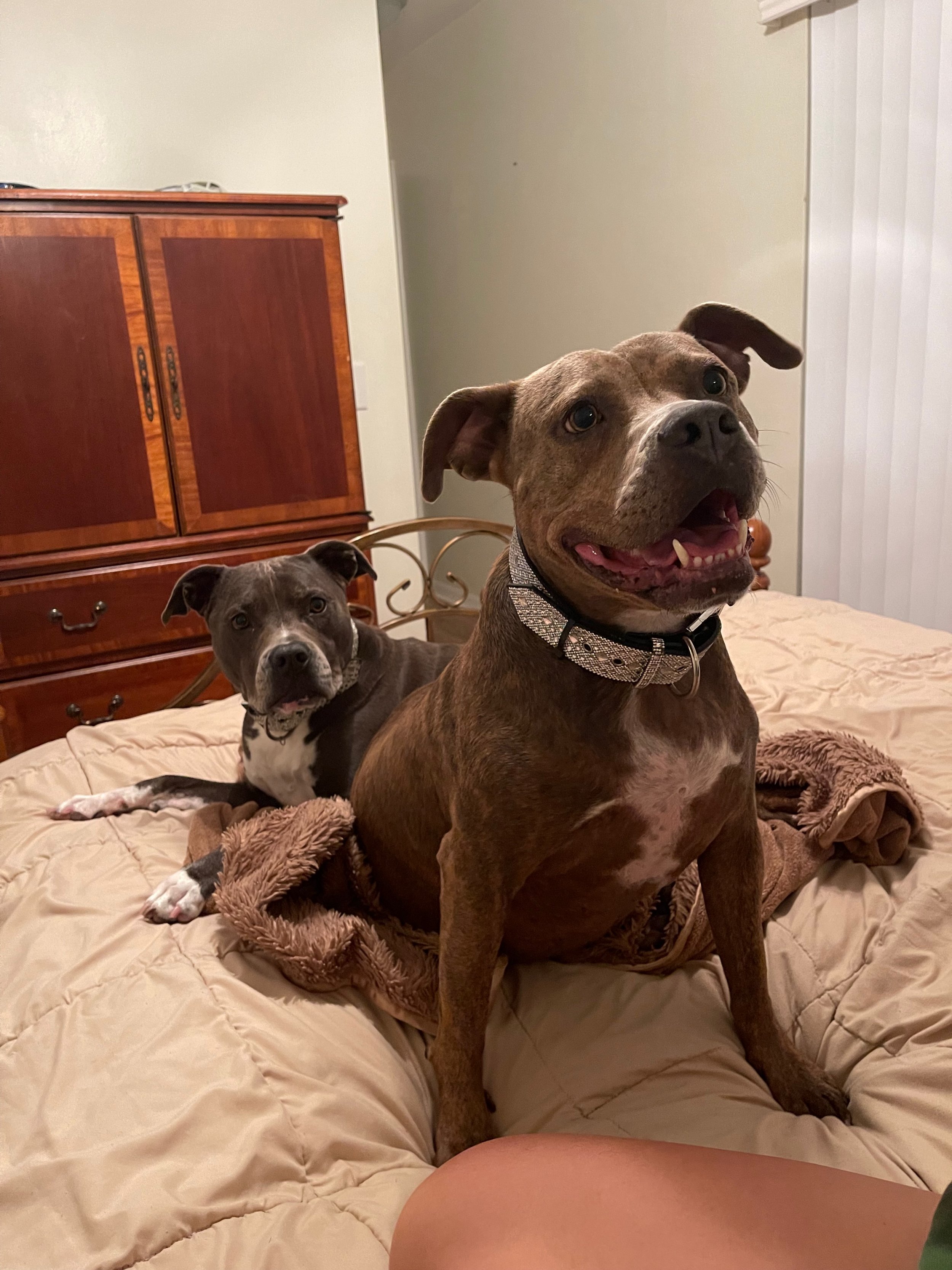 Charlotte-based in-home pet sitter providing compassionate care for two bully mix breeds (Pit Bulls and Stafford Terriers) in the comfort of their own home.