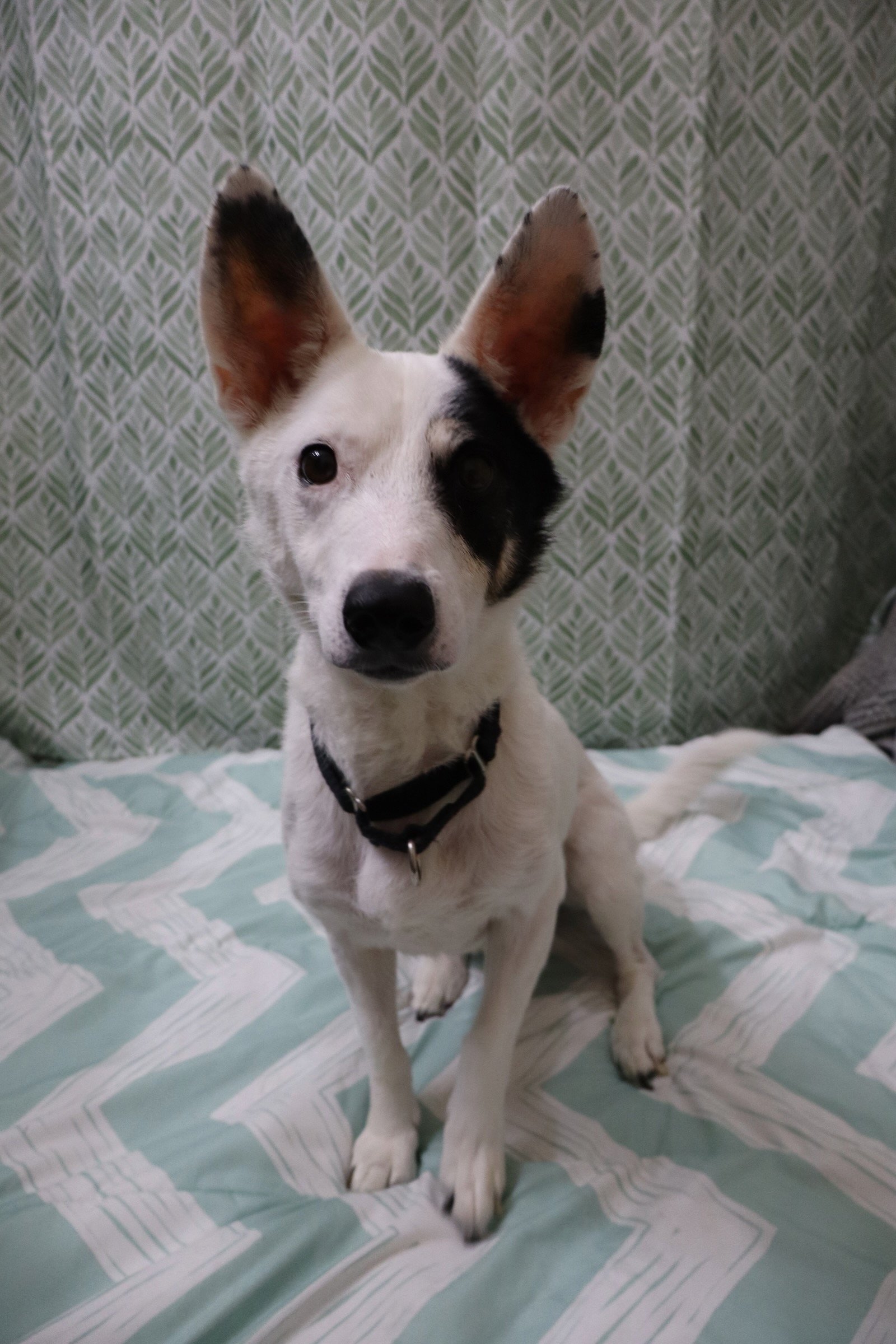 Providing in-home pet sitting for small dog breeds that may be shy, fearful, dog or people aggressive, and have separation anxiety, or dogs and cats and in-home pet sitter near me in Charlotte NC.