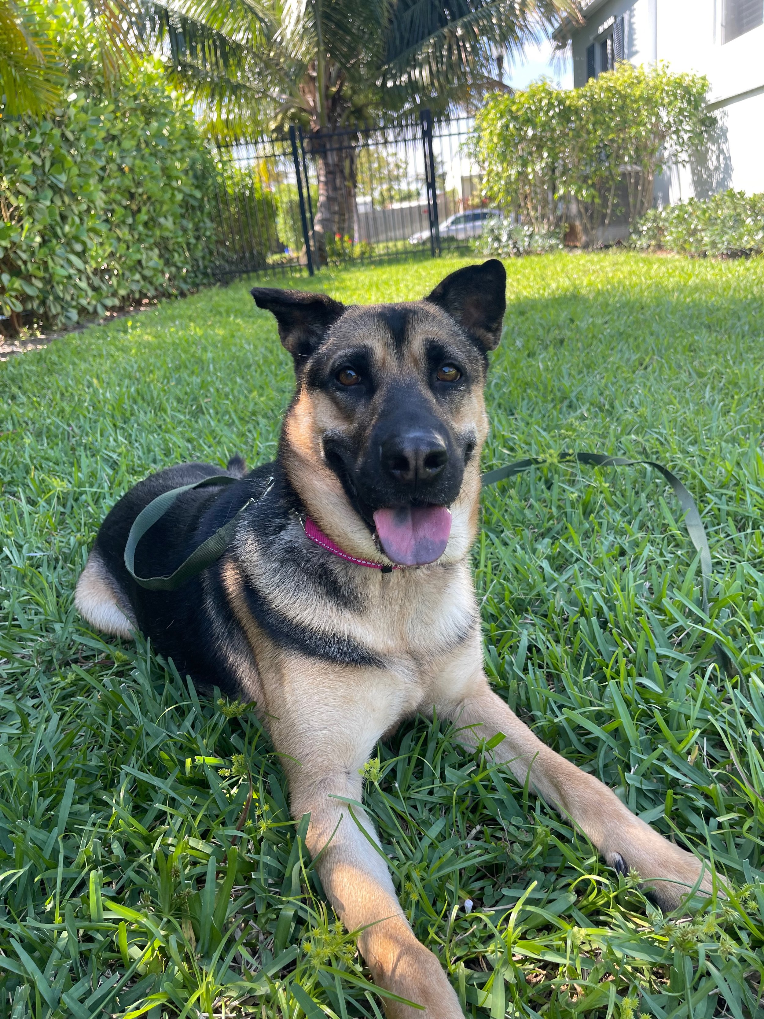 Experienced positive reinforcemnt dog trainer providing a training session with this fearful, anxious, high-drive and high-energy German Shepherd dog.