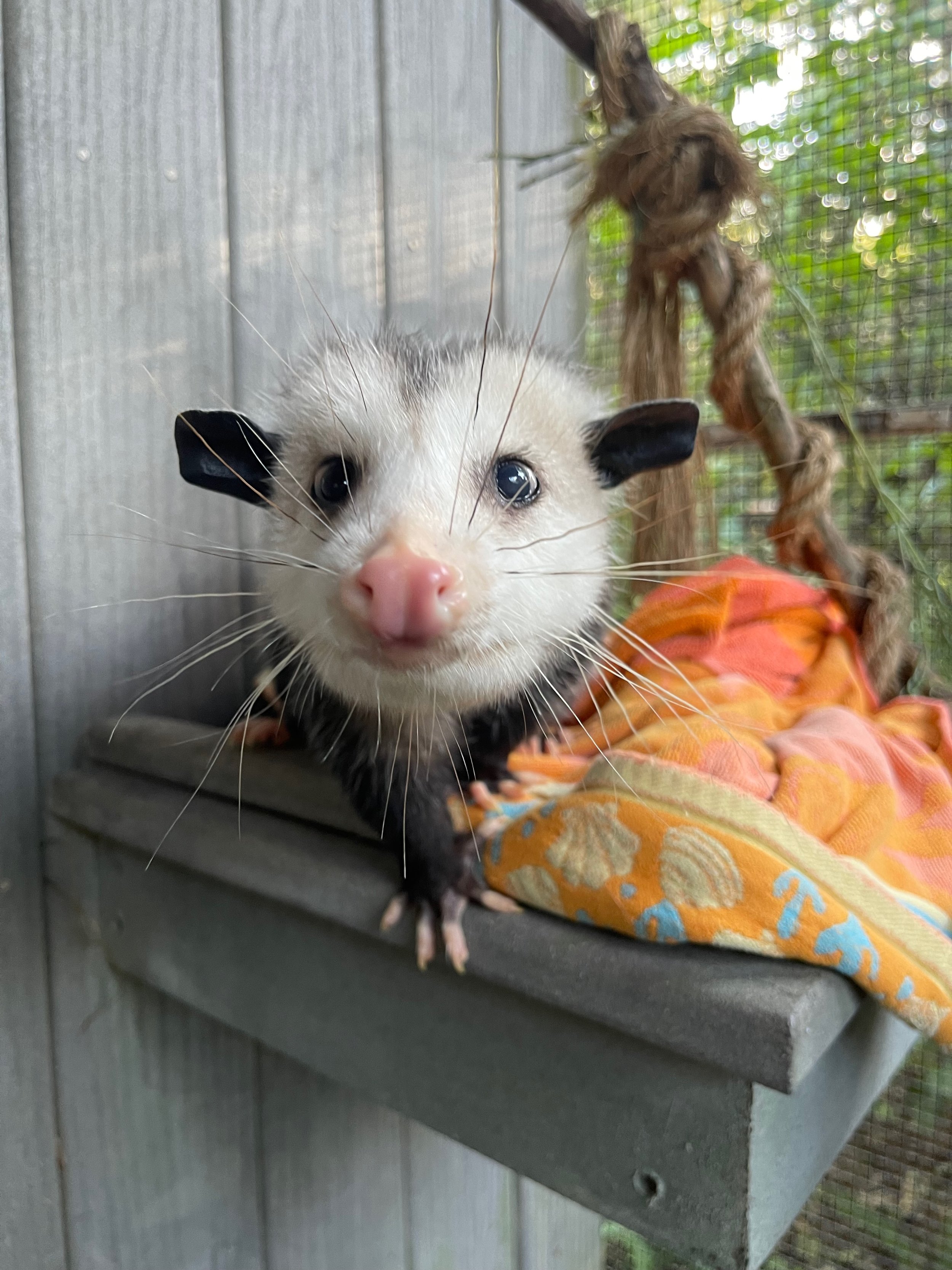 Pet sitter experienced with exotic pets such as opossums, possums, otters, birds of prey, otters, deer, and wild cats.