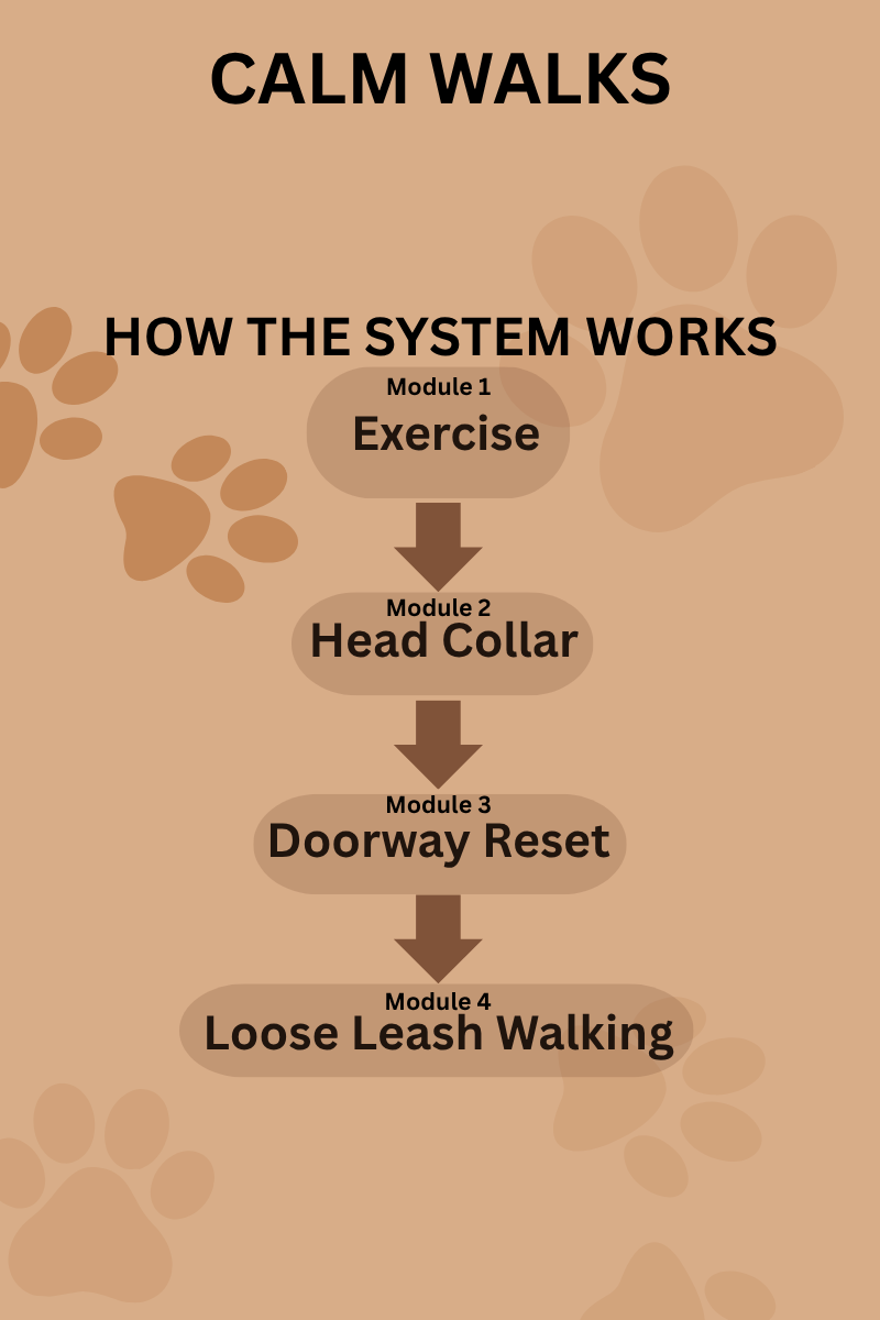 THE SYSTEM