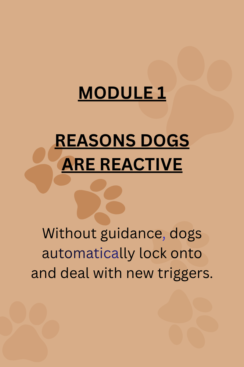 50 Reactivity.png