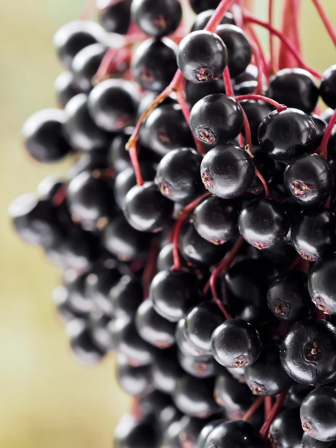 Winter is a long season for many bodies, and elderberry often shows up as a trusted ally. 🍇

A few things I love about elderberry:

Often used as a supportive ally at the very edges of cold/flu season

Versatile: syrups, oxymels, teas, and more

Can
