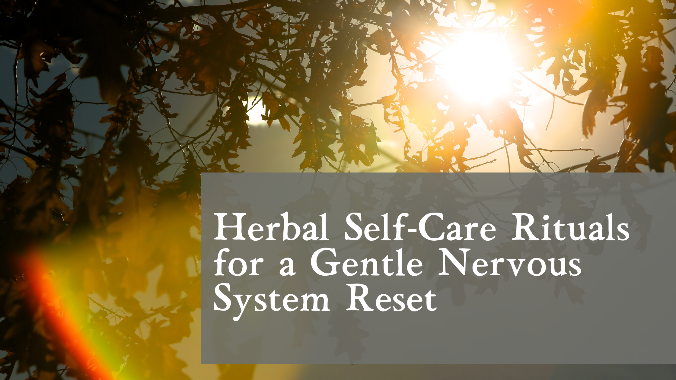 Herbal Self‑Care Rituals for a Gentle Nervous System Reset