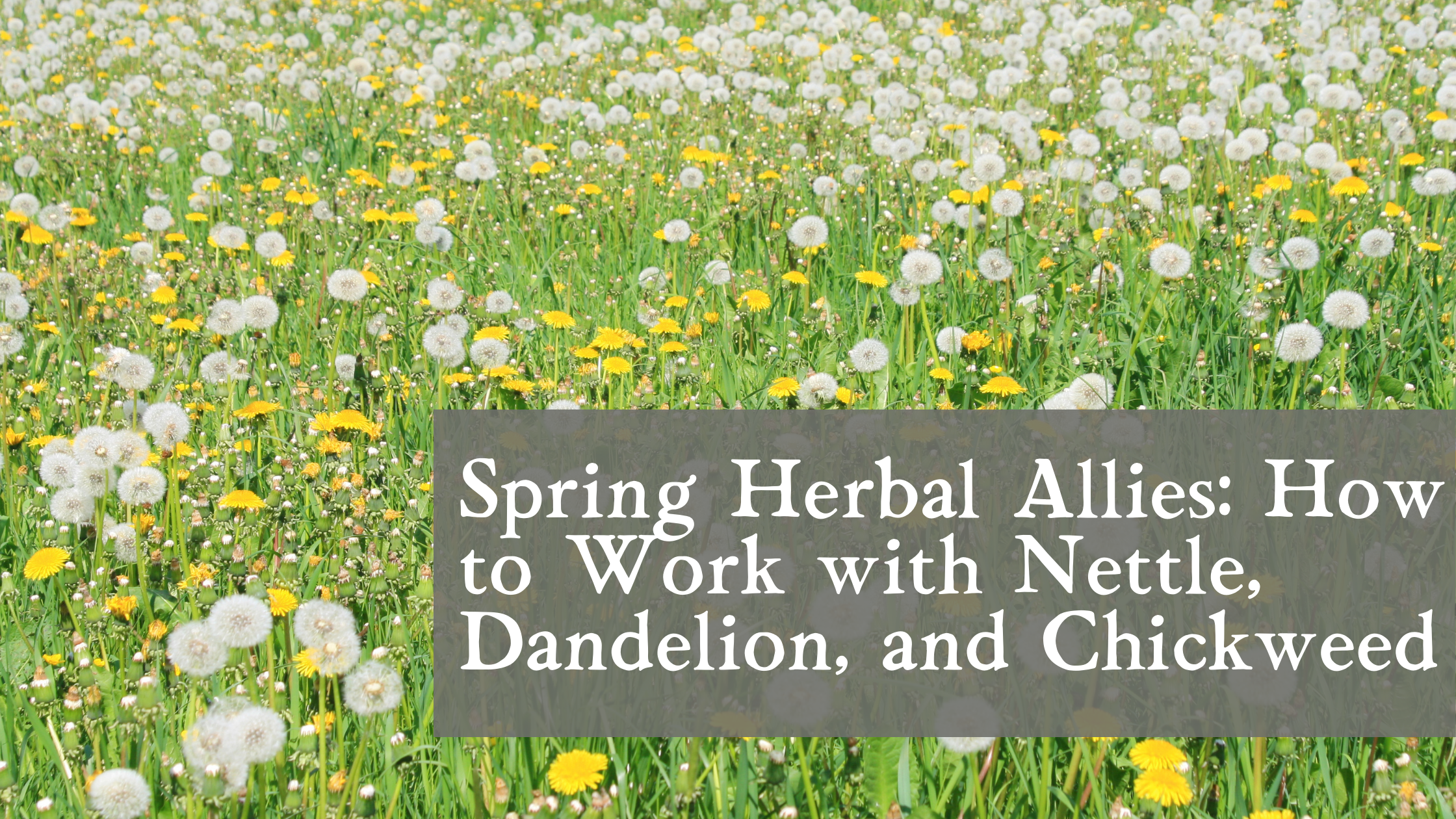 Spring Herbal Allies: How to Work with Nettle, Dandelion, and Chickweed