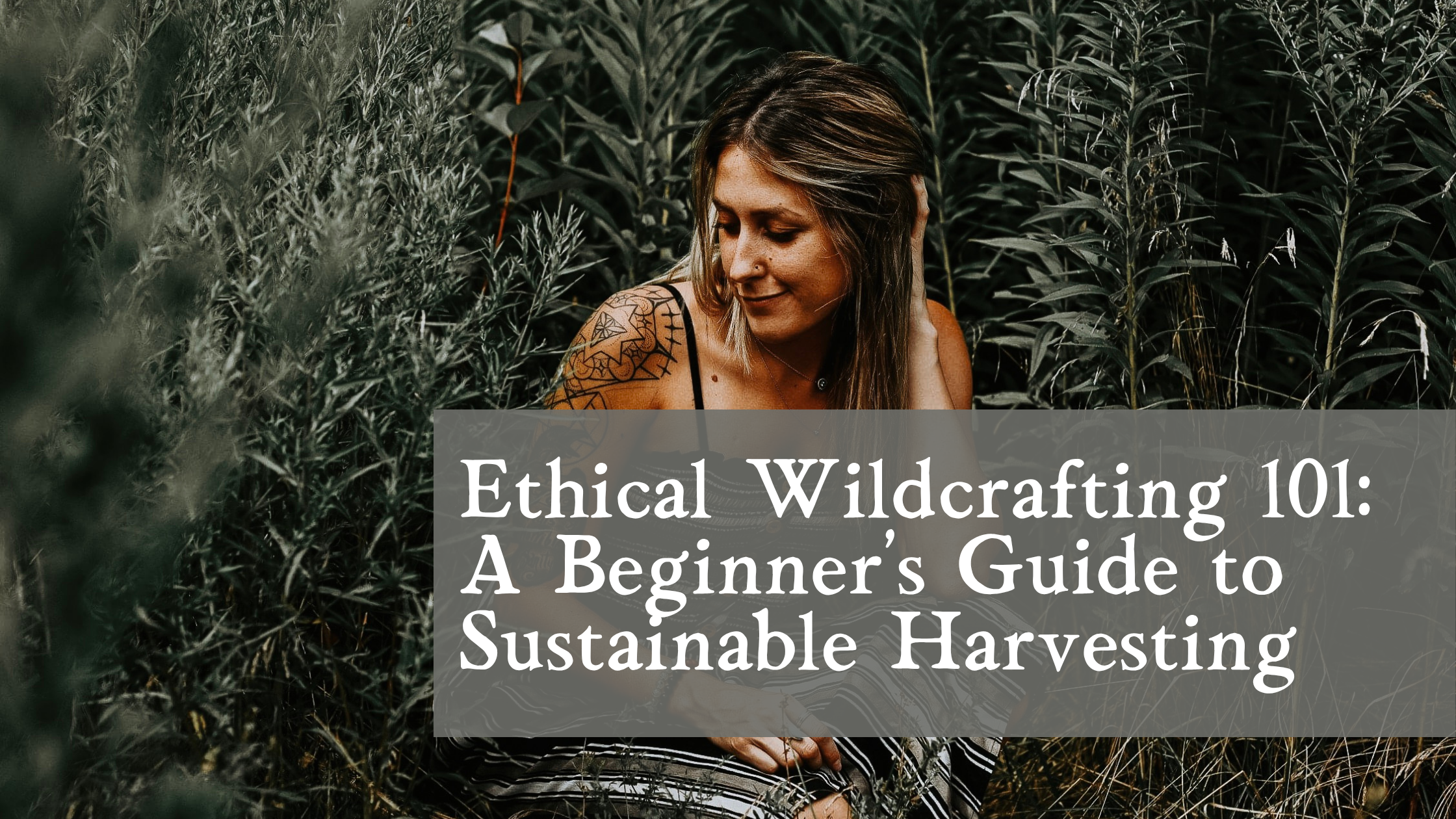 Ethical Wildcrafting 101: A Beginner’s Guide to Sustainable Harvesting