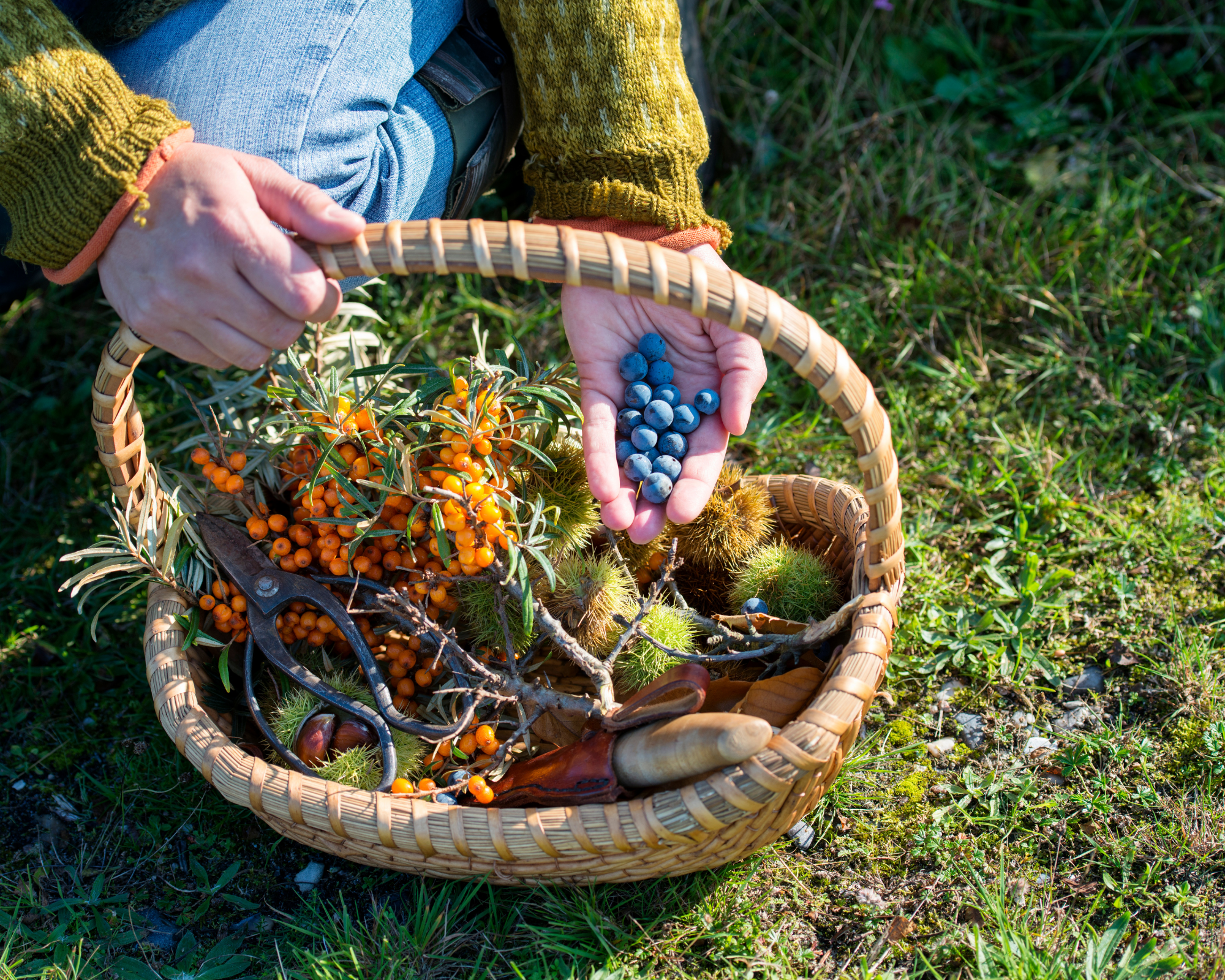 Close-up of hands holding a few blueberries above a woven basket filled with foraged plants and tools on grass.