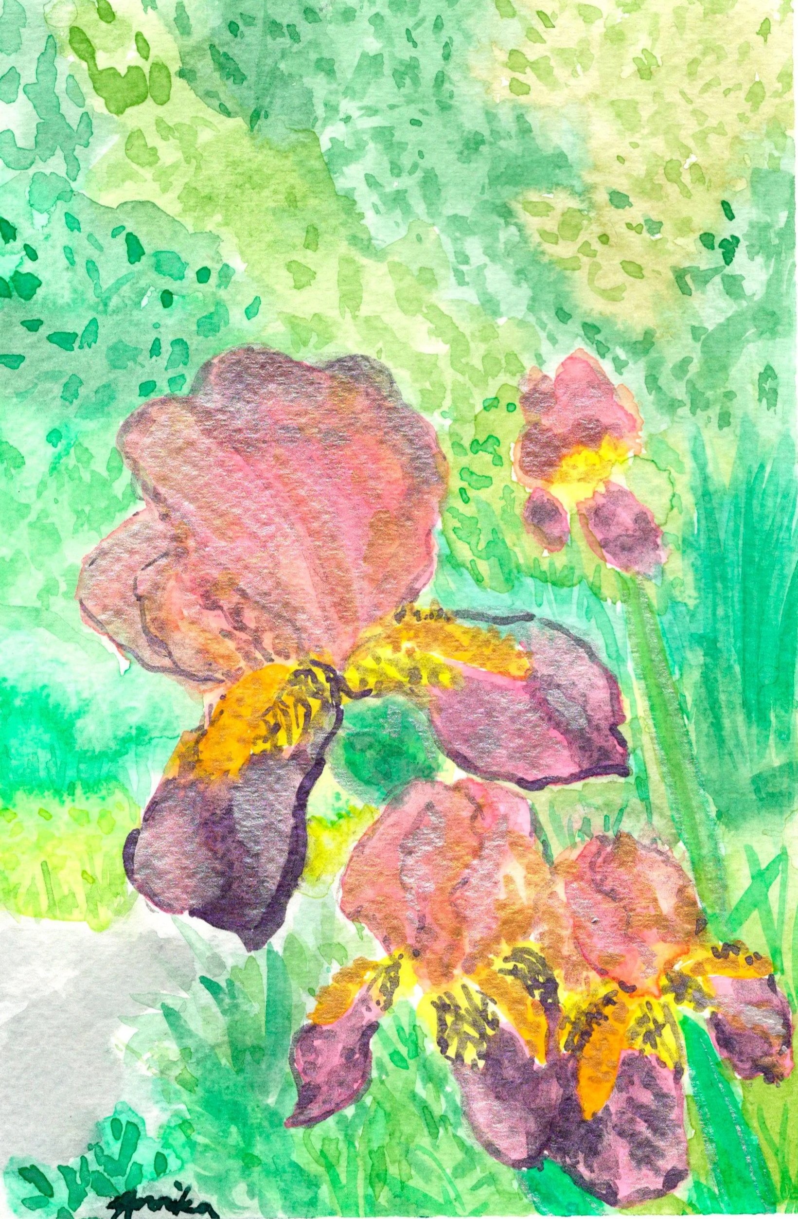 Irises+scanned+image.jpg