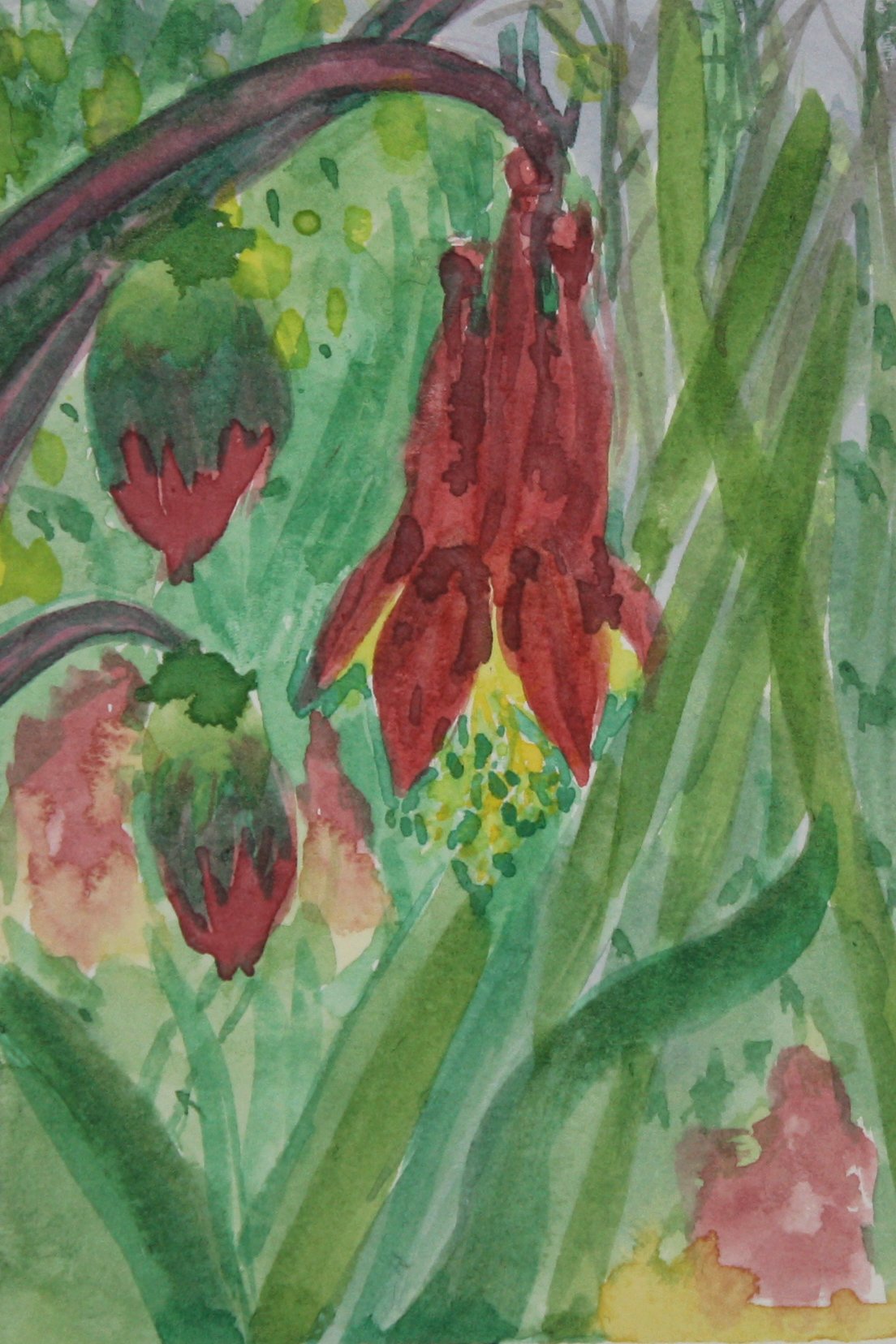 Red Columbine Flowers.jpg