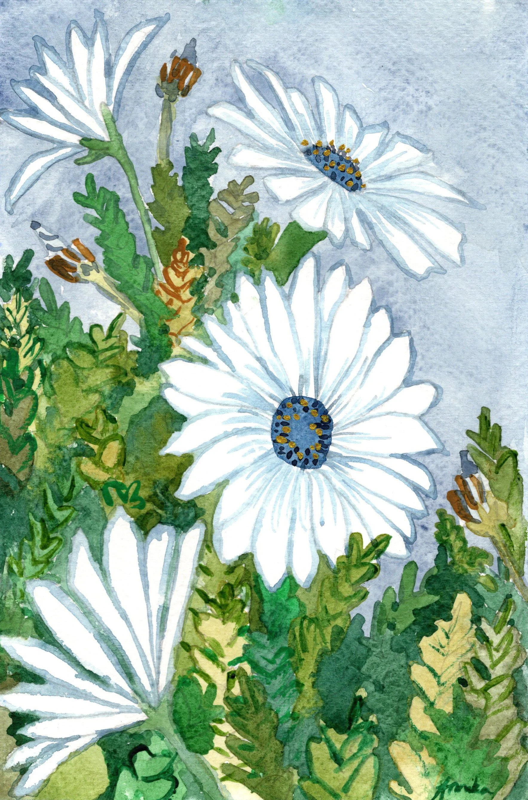 Blue Eyed Daisies - Art Print
