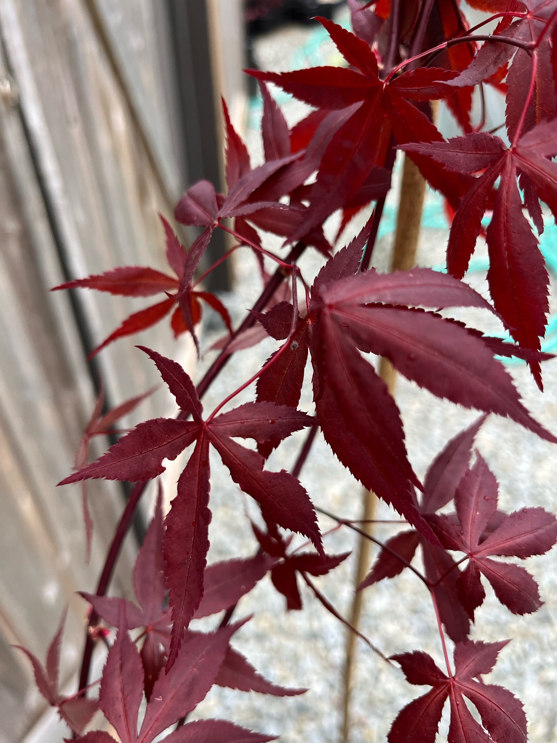 F1007E13-439D-4CFE-9833-B8B9B8389240.jpeg