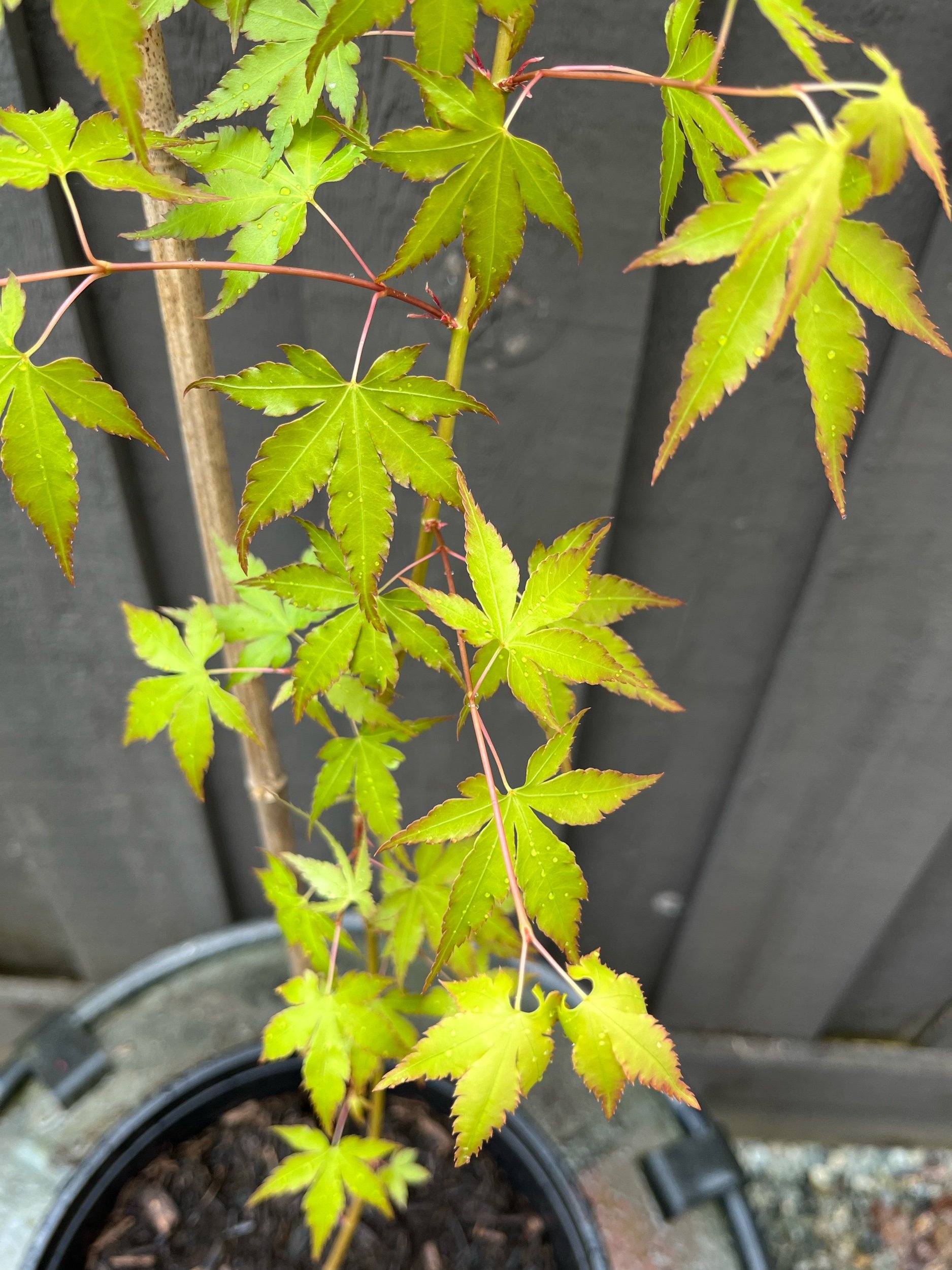 976010D7-797F-4D1B-AB97-F6BA117BD14F.jpeg