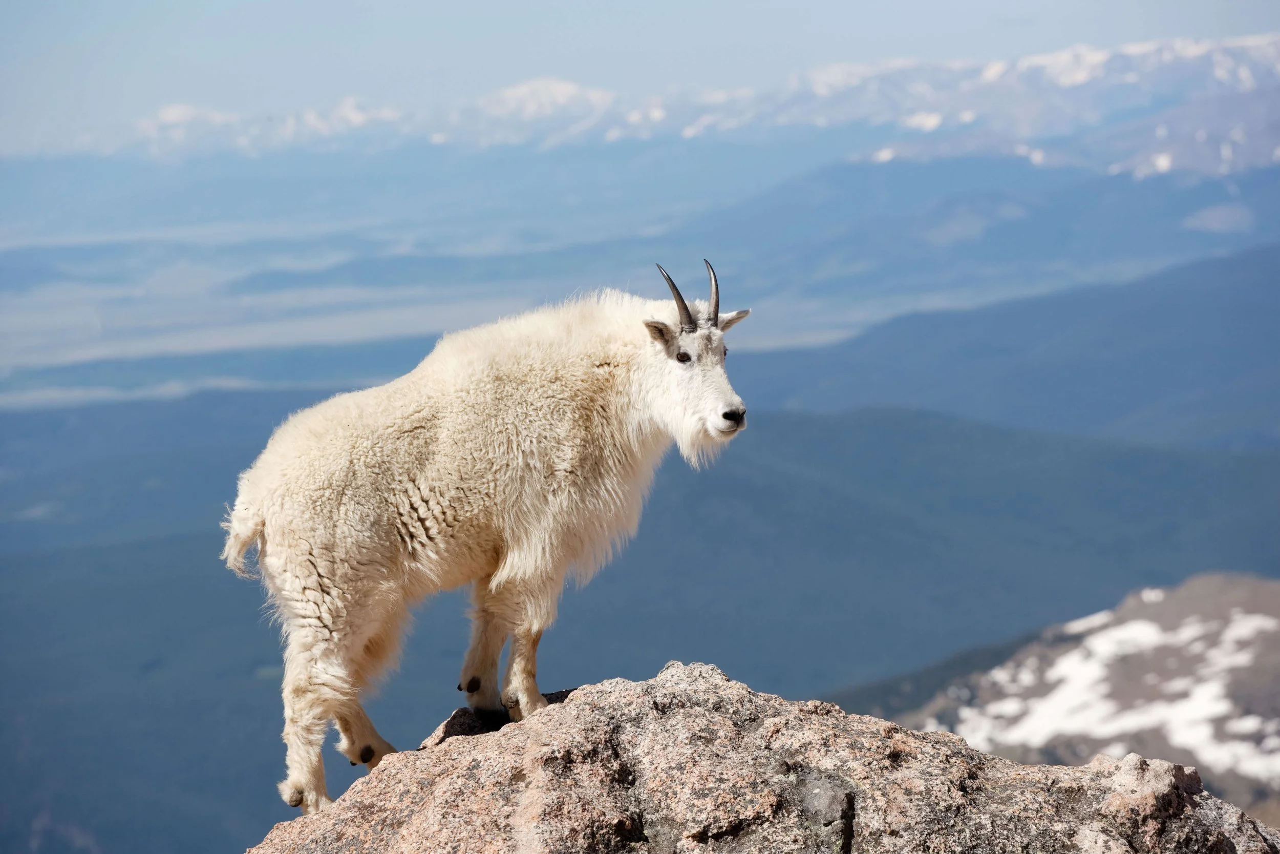 A mountain goat standing on a rocky ledge in a mountainous landscape with snow-capped peaks in the background.