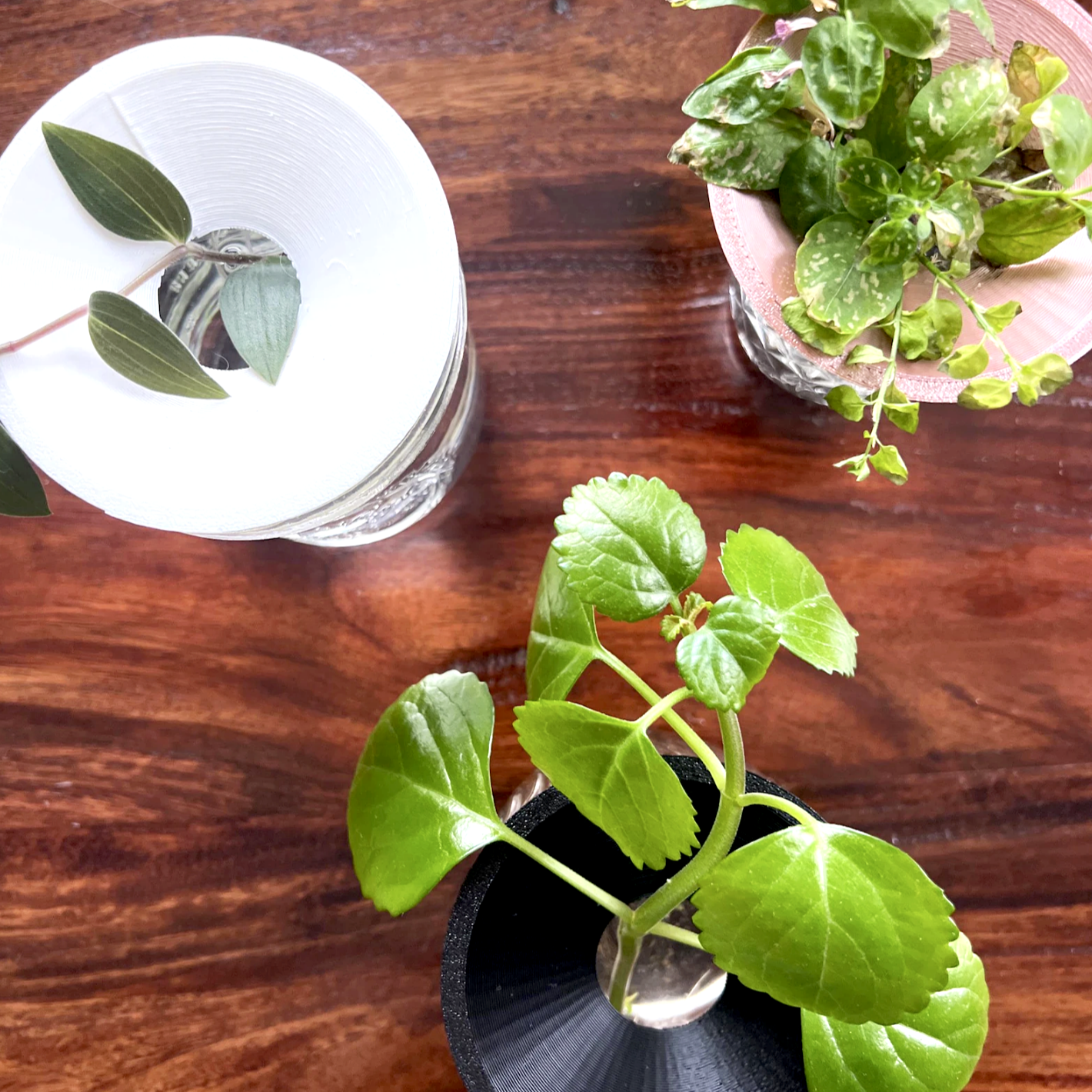 Plant Propagation Plate