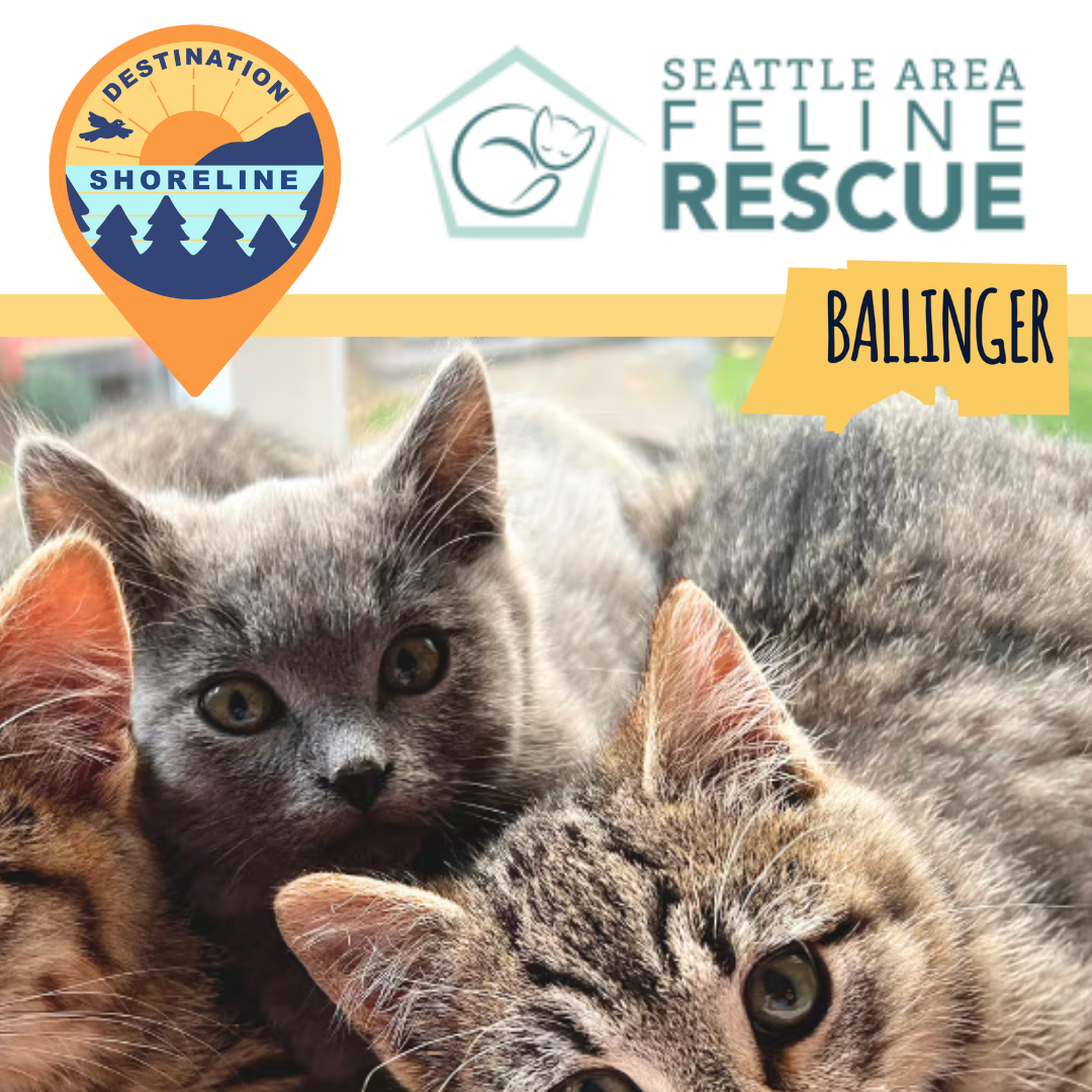 Seattle Area Feline Rescue (SAFe Rescue) - Giving Every Cat a Second Chance