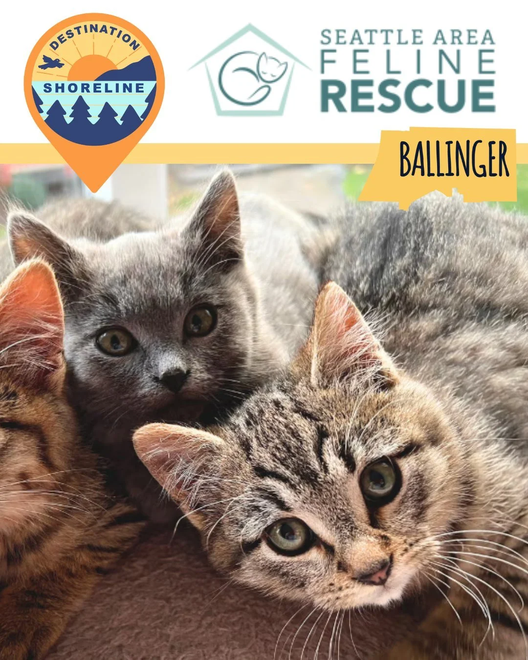 🌟Seattle Area Feline Rescue (SAFe Rescue) - Giving Every Cat a Second Chance @seattleareafelinerescue

Tucked along Ballinger Way in Shoreline is a place where compassion changes lives every single day. Seattle Area Feline Rescue (SAFe Rescue) exist