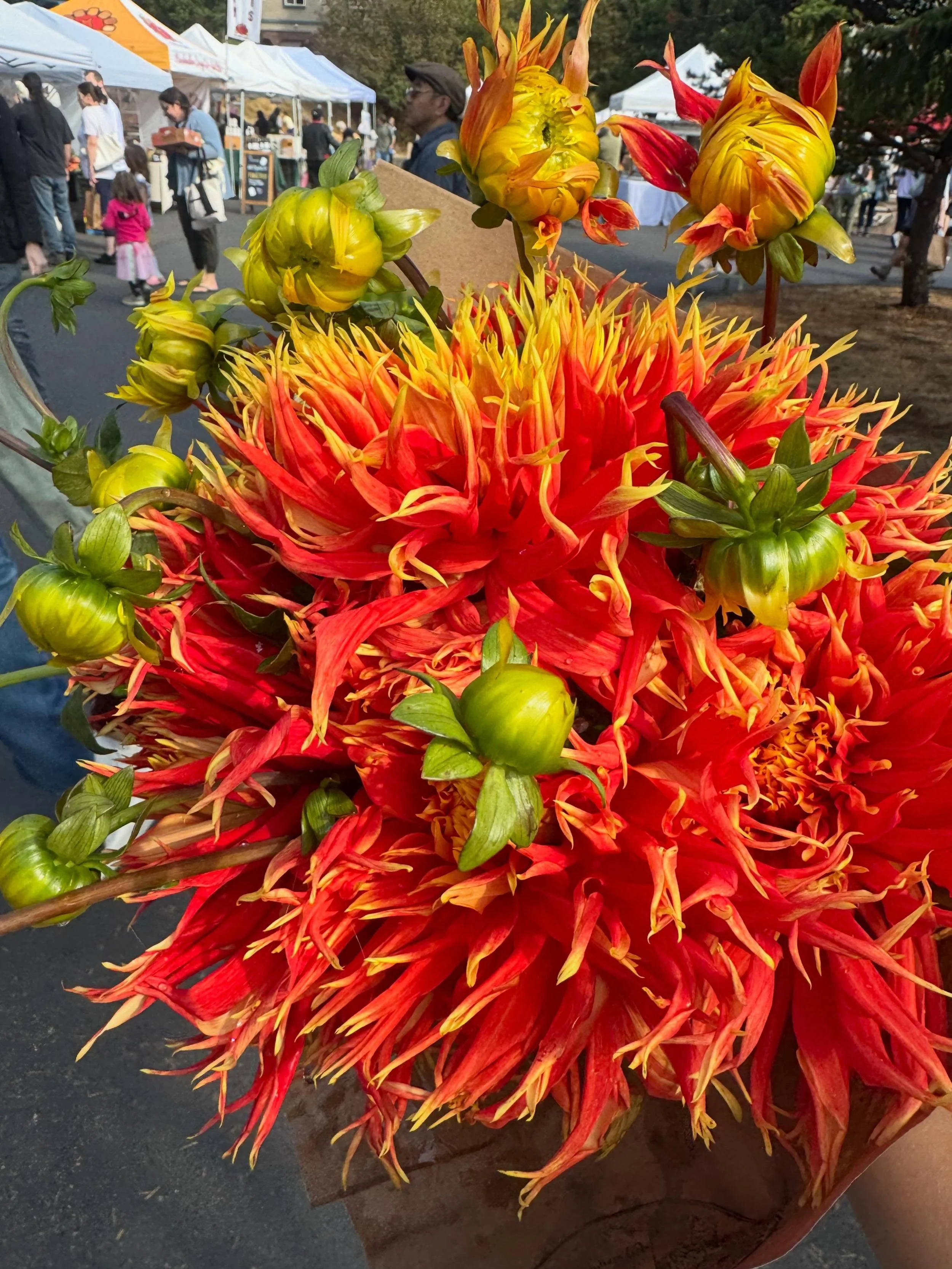 Beautiful morning at the @shoreline.farmers.market 
The dahlias were calling our name! ❤️🧡💛

#shorelinewa #shorelinelife