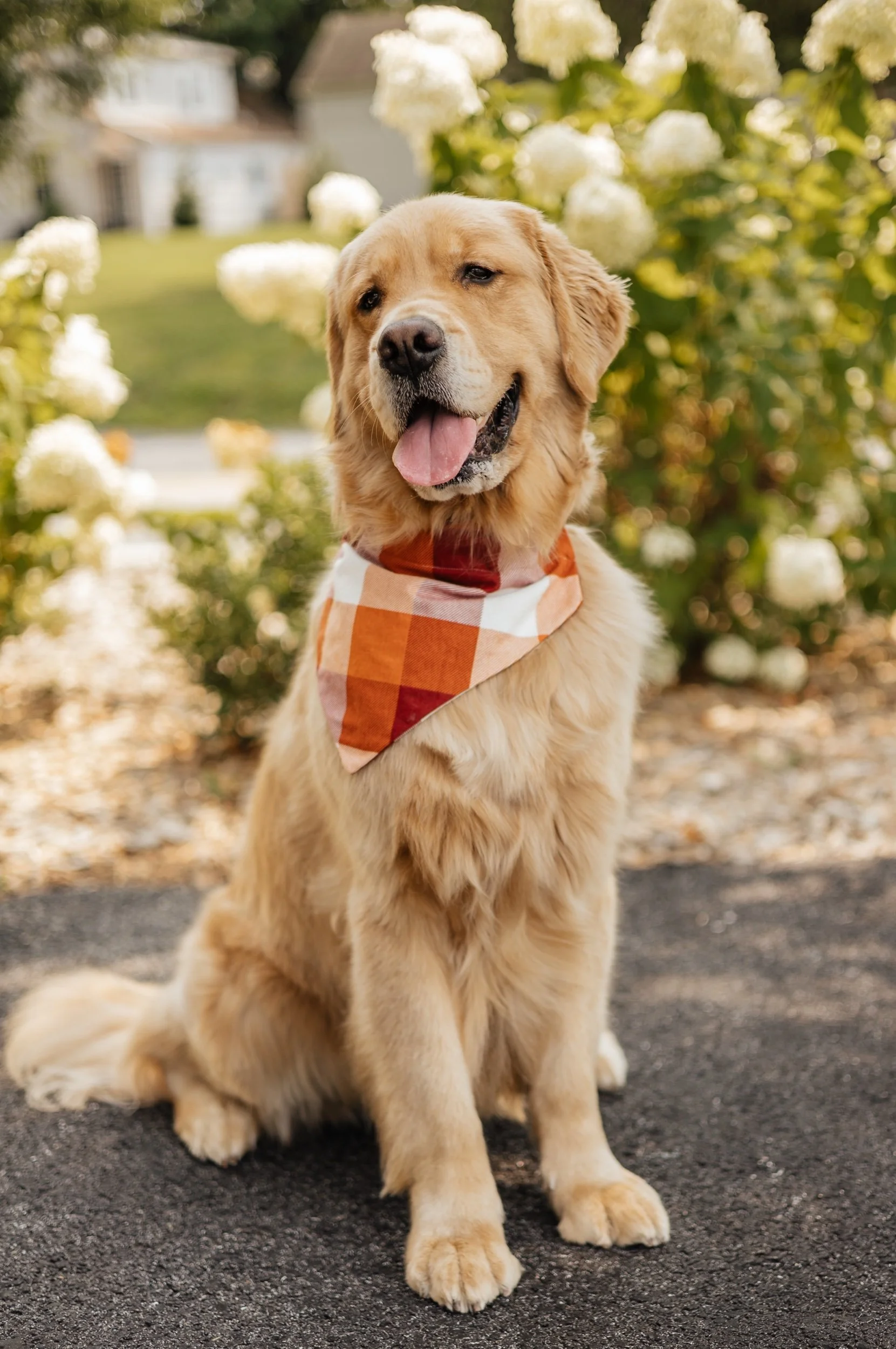 Cozy Pup Dog Bandana